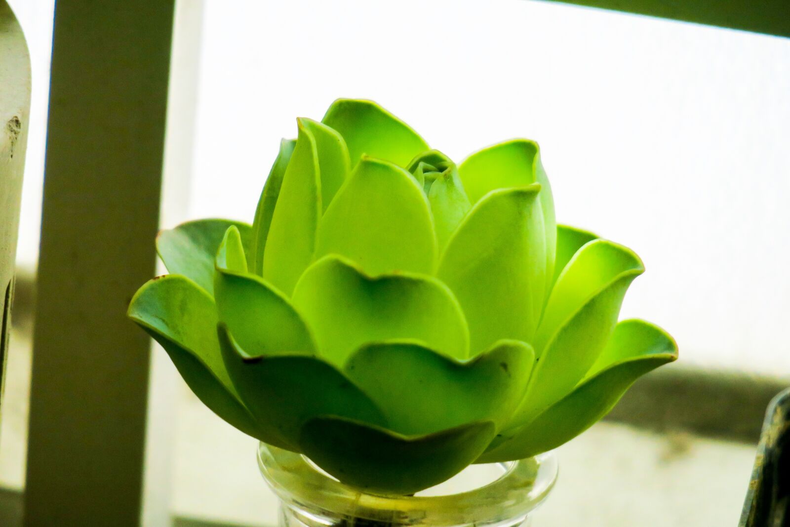 Canon PowerShot G3 X sample photo. Hong kong, plant, petal photography