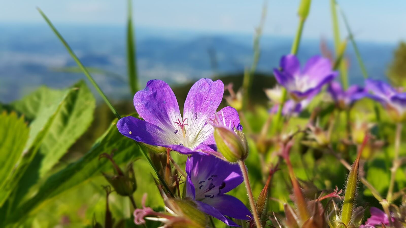 Samsung Galaxy S7 Edge sample photo. Mountain, flower, nature photography