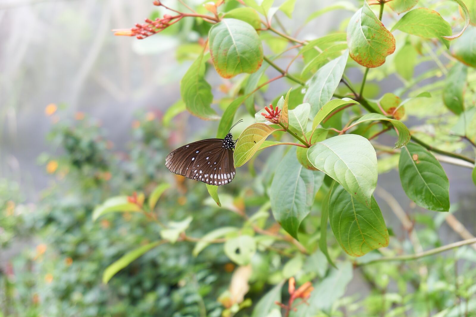Sony a6000 sample photo. Alpha, beta, gamma photography