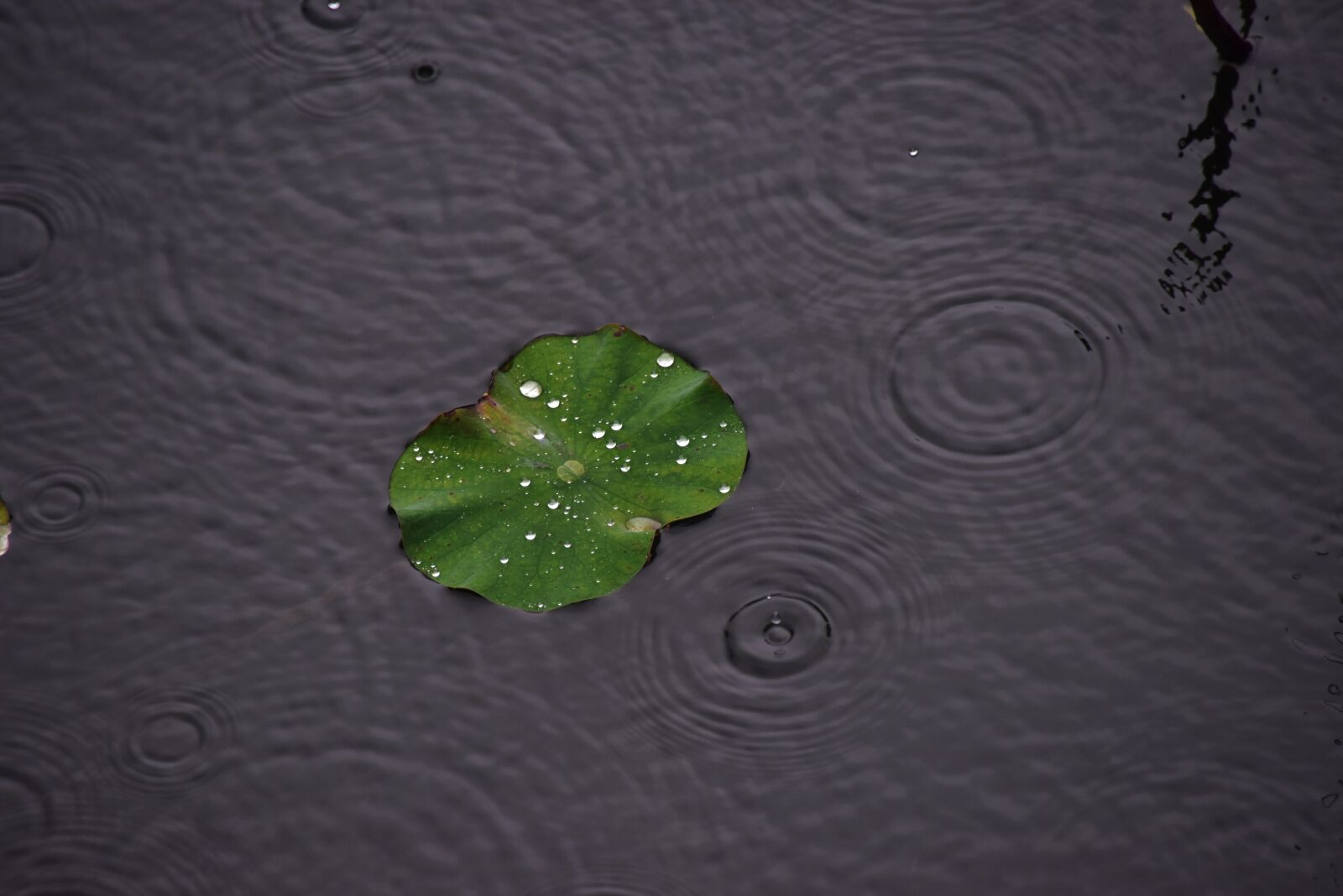 Nikon D810 sample photo. Rain, drops, water, drops photography