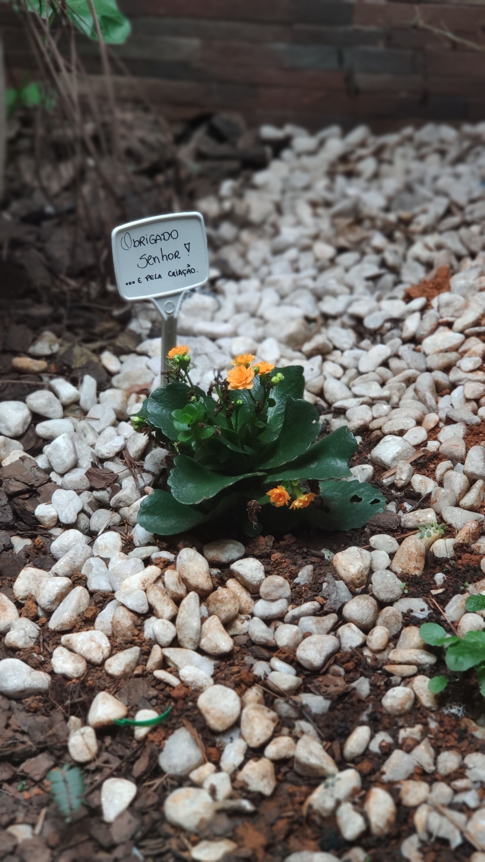 Xiaomi MI 9 sample photo. Flower, photo, blur photography