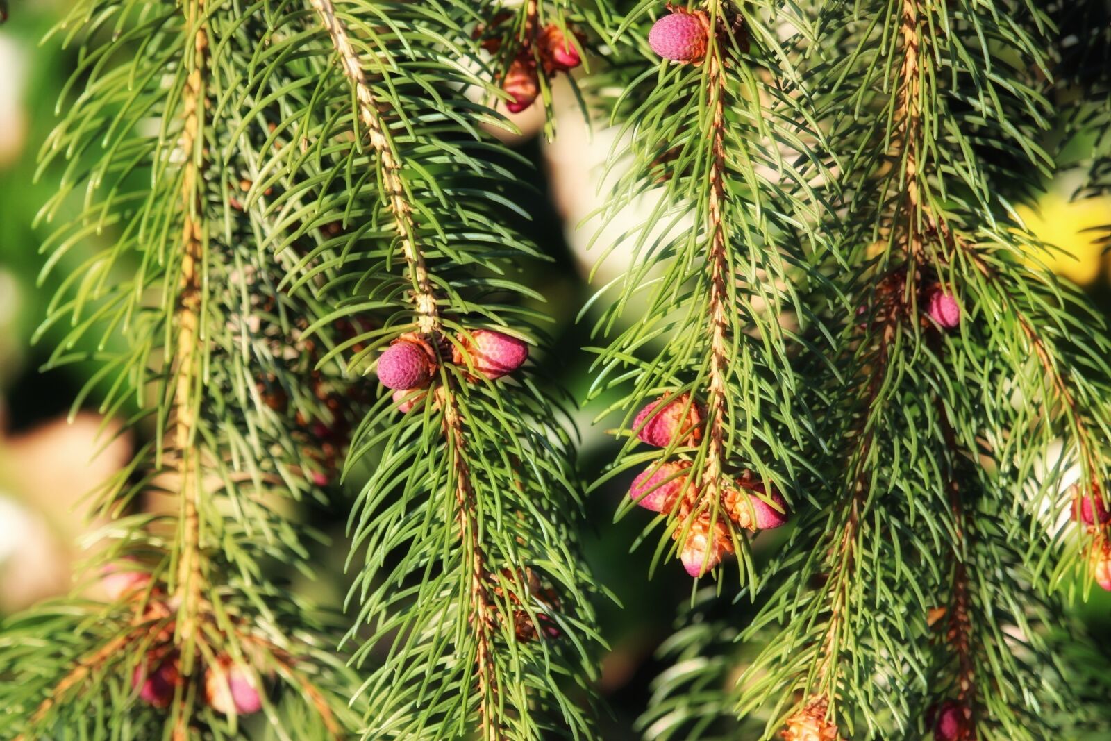 Canon EF-S 55-250mm F4-5.6 IS STM sample photo. Needle, tree, christmas photography