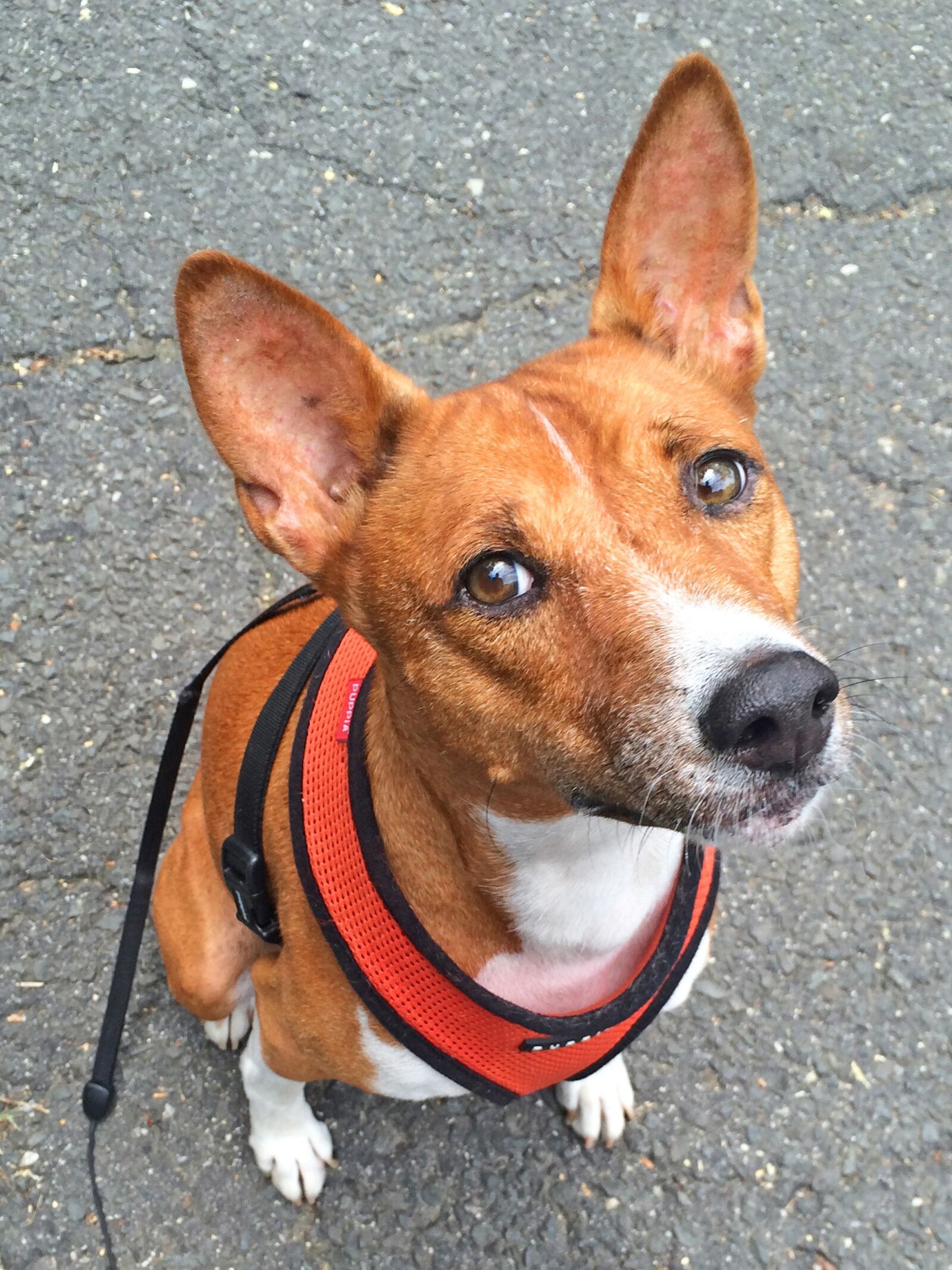 iPhone 5s back camera 4.15mm f/2.2 sample photo. Dog, basenji, animal photography