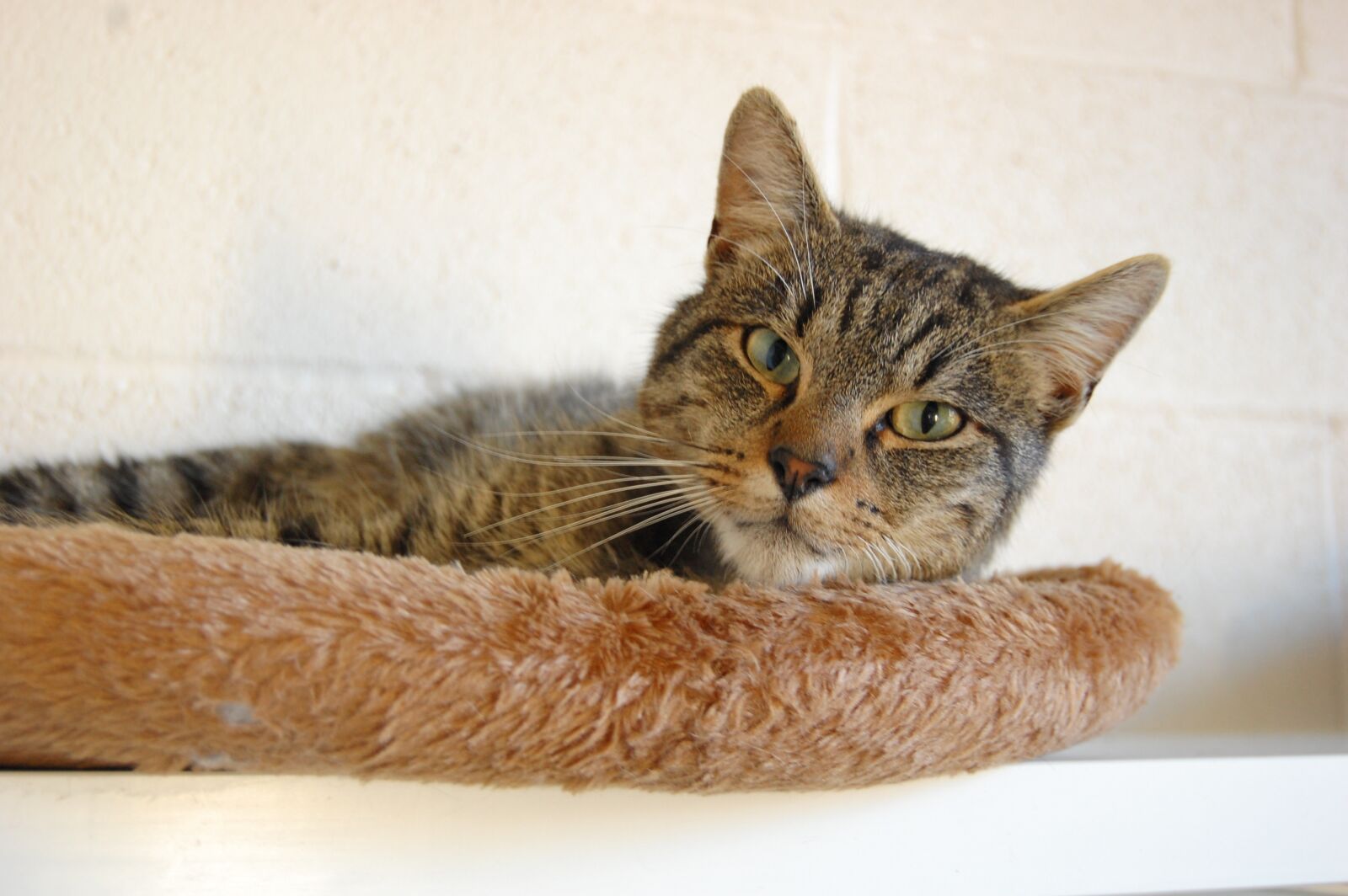 Nikon D40 sample photo. Cat, tabby, cute photography