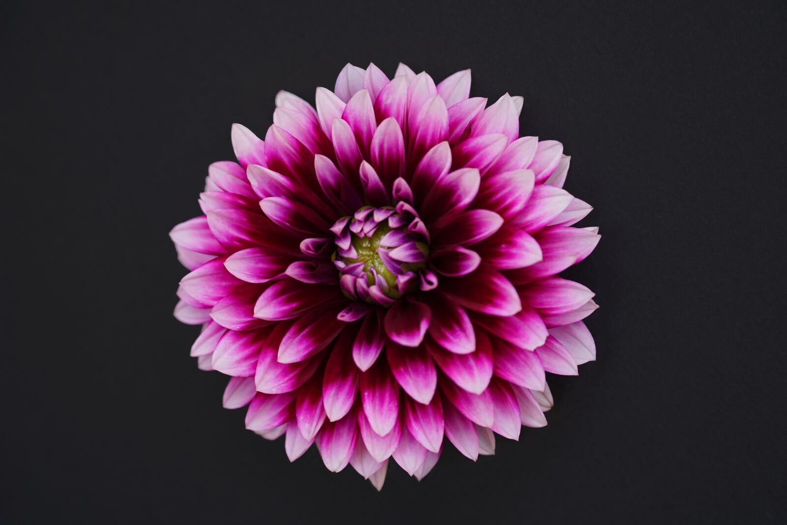 Sony a6000 + Sony E PZ 18-105mm F4 G OSS sample photo. Flower, plant, nature photography