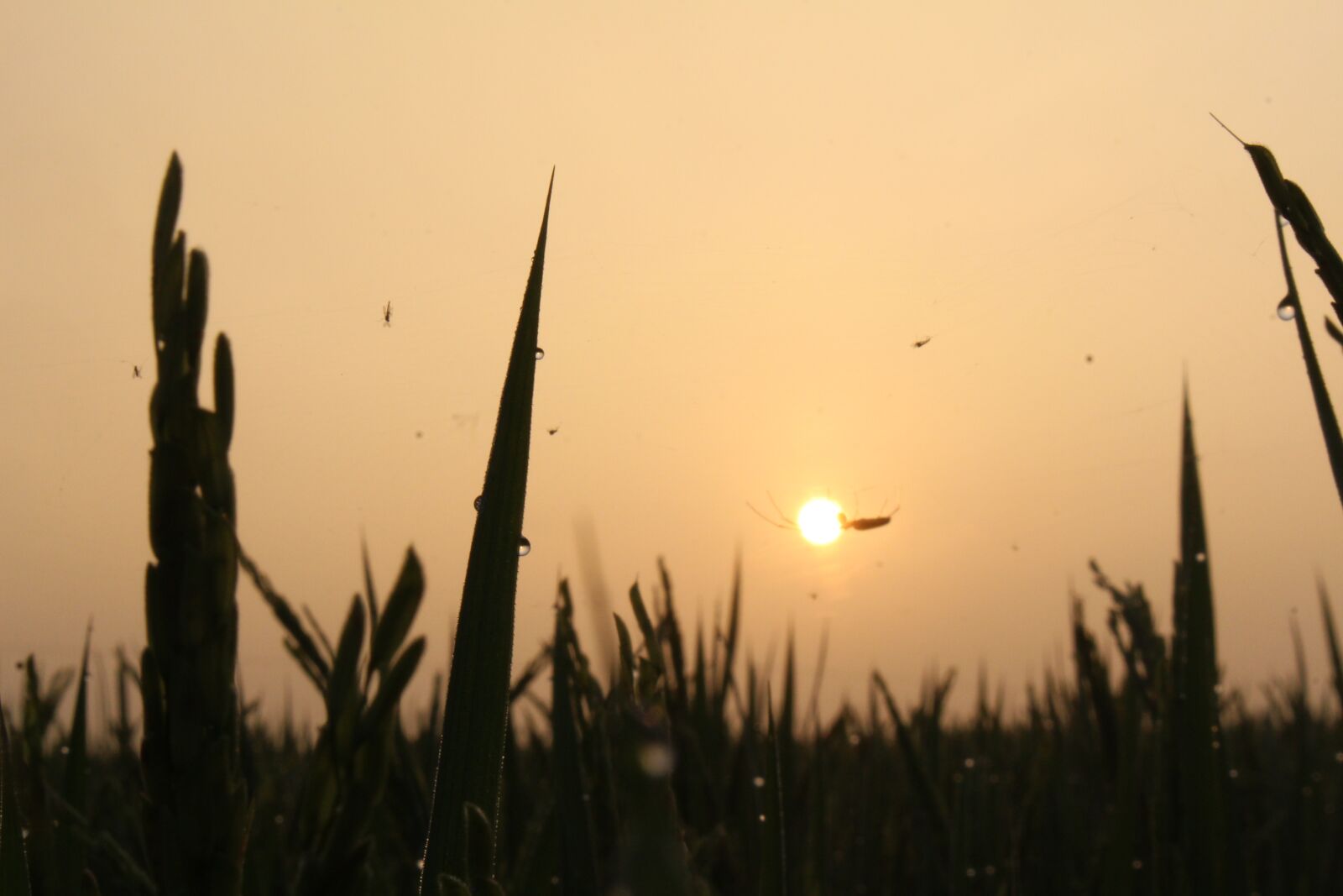 Canon EOS 700D (EOS Rebel T5i / EOS Kiss X7i) sample photo. The sun, dawn, orange photography