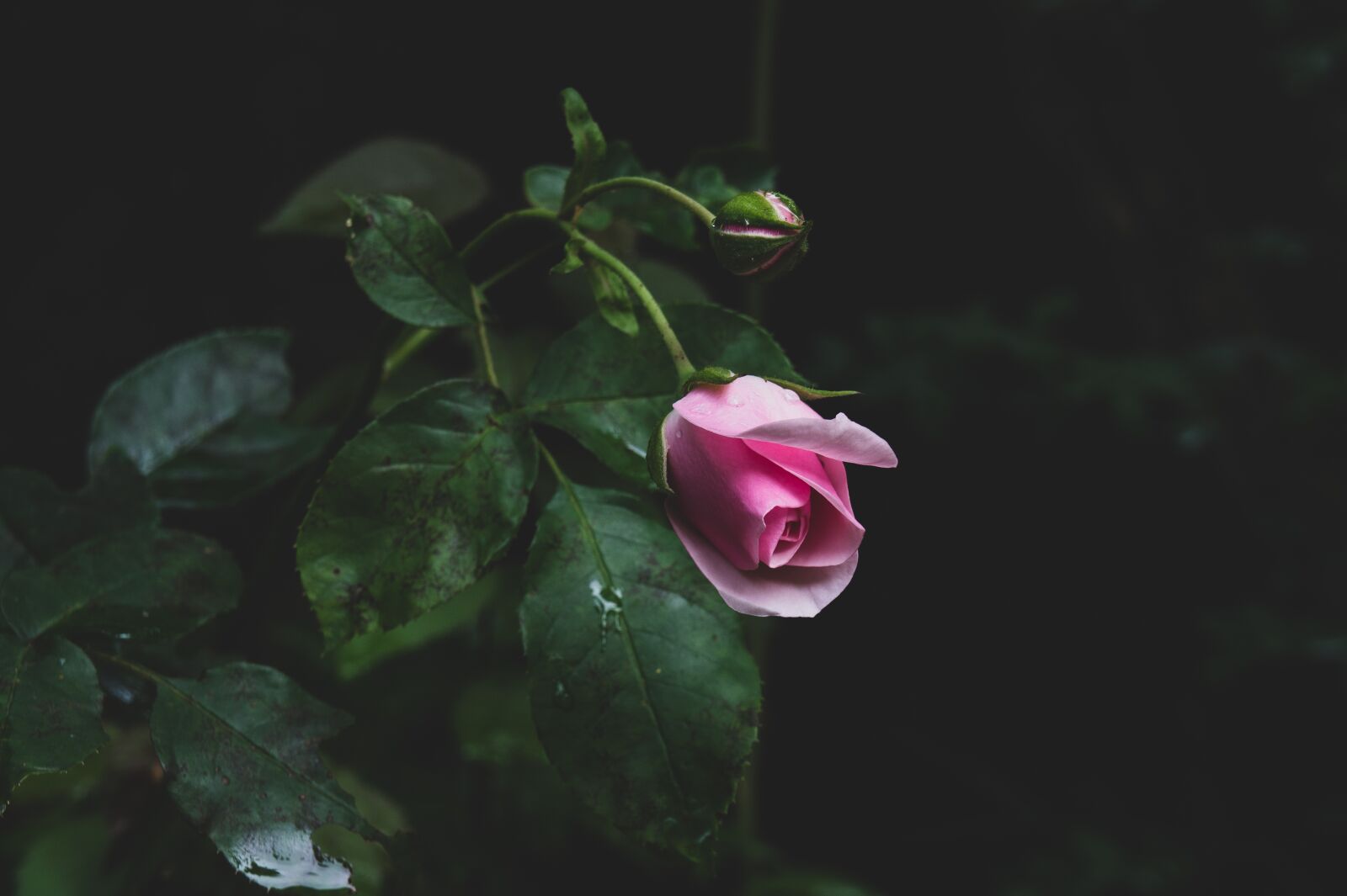 Sony Alpha NEX-3 + Sony E 18-55mm F3.5-5.6 OSS sample photo. Pink, garden, spring photography