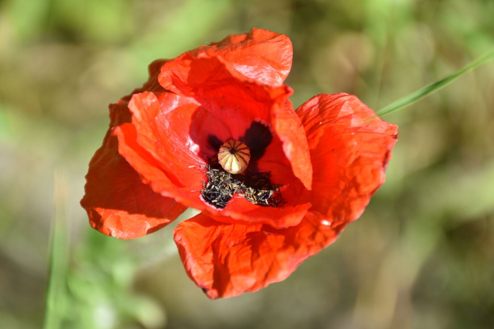 Nikon D3500 sample photo. Poppy, red, flower photography