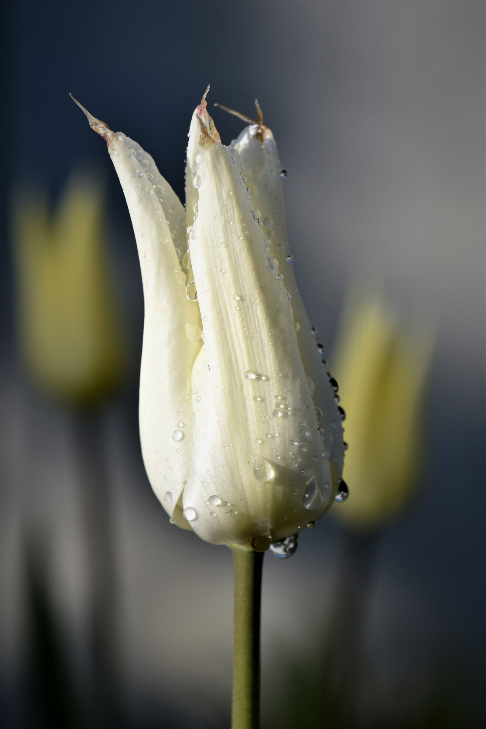Nikon D5500 sample photo. Tulips, flowers, cut flowers photography