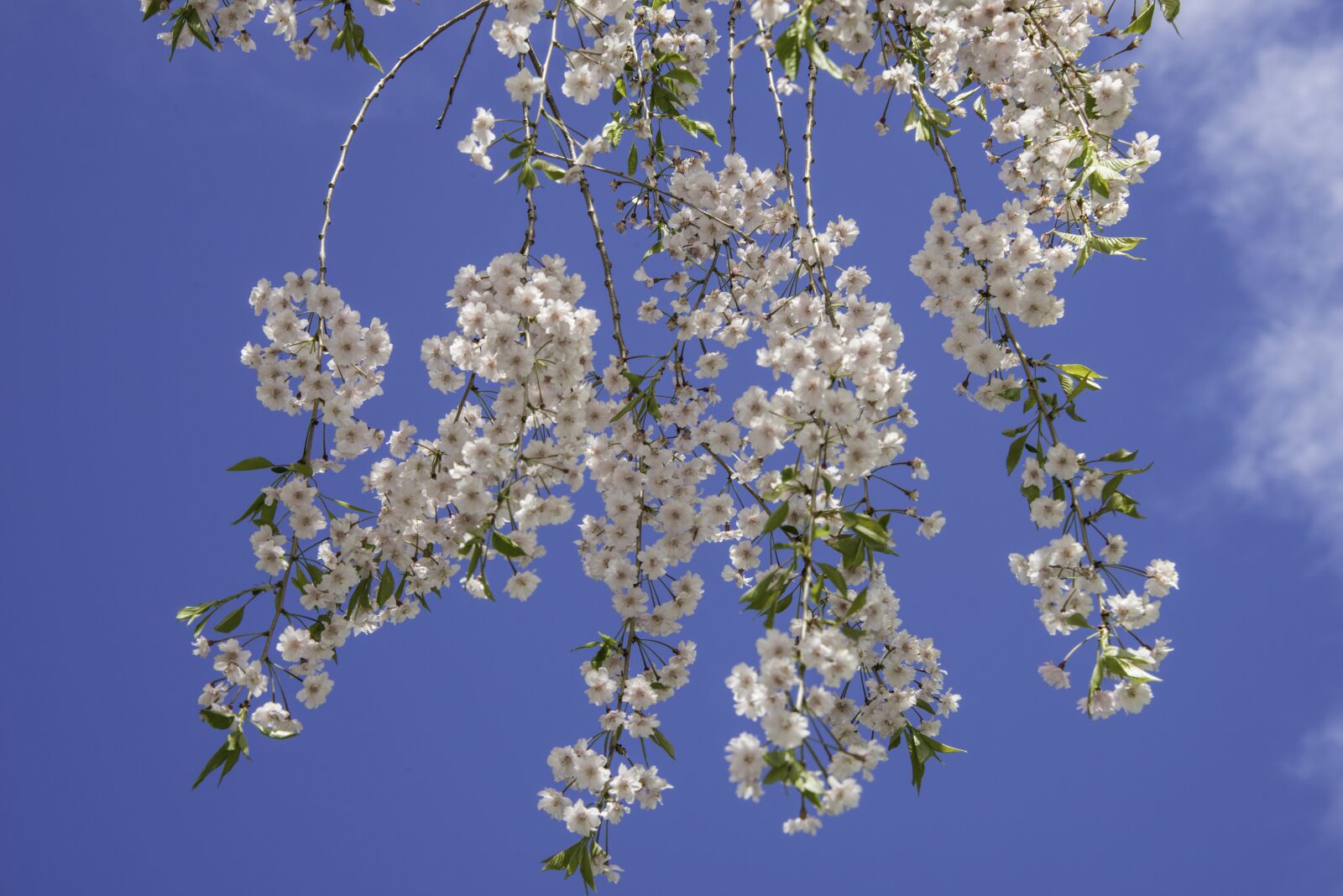 Nikon D800 sample photo. Spring, colors, flowers photography