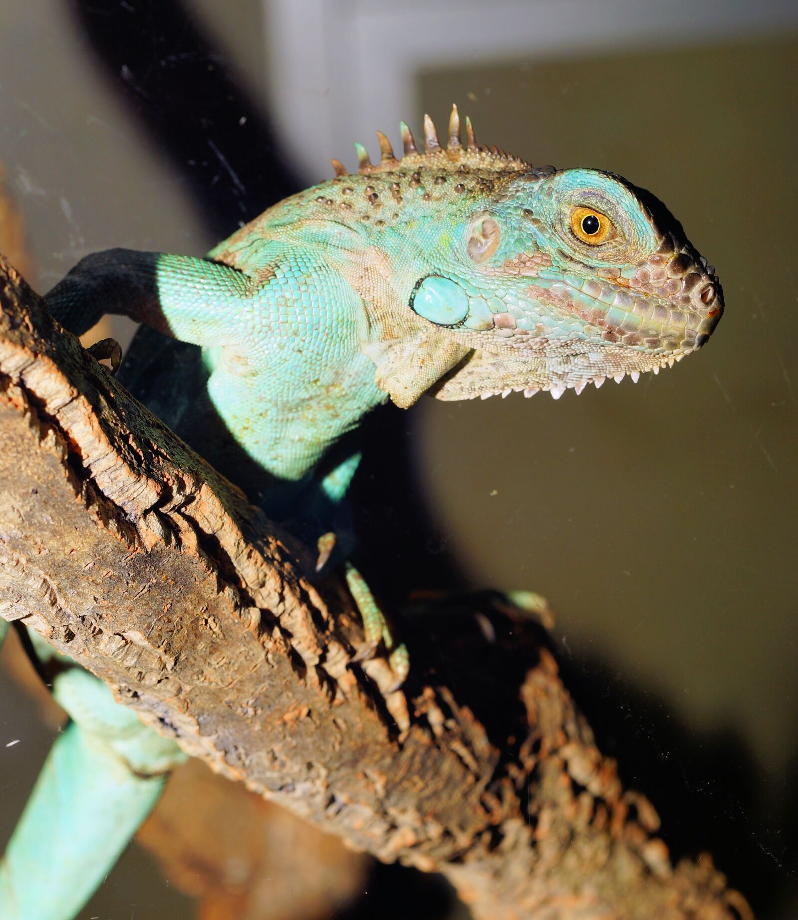 Sony a99 II sample photo. Lizard, reptile, animal photography
