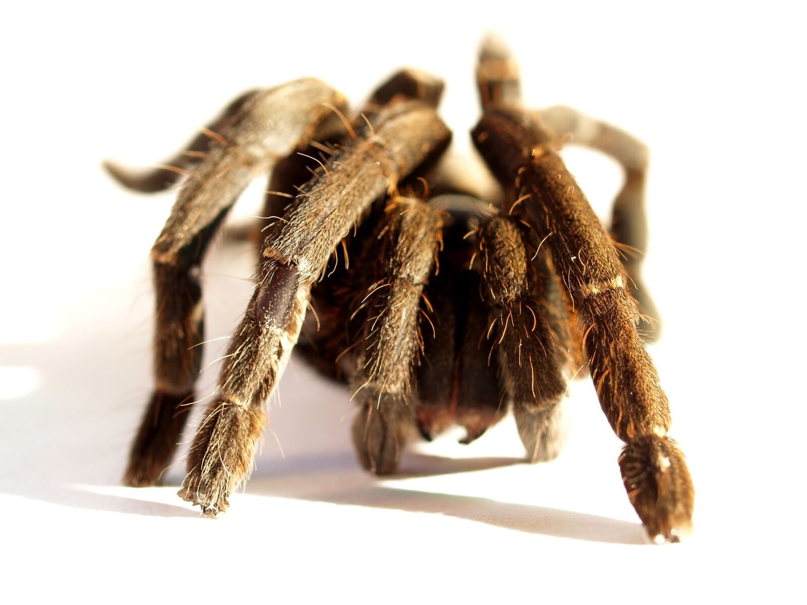 Olympus E-300 (EVOLT E-300) sample photo. Spider, tarantula, arthropod photography