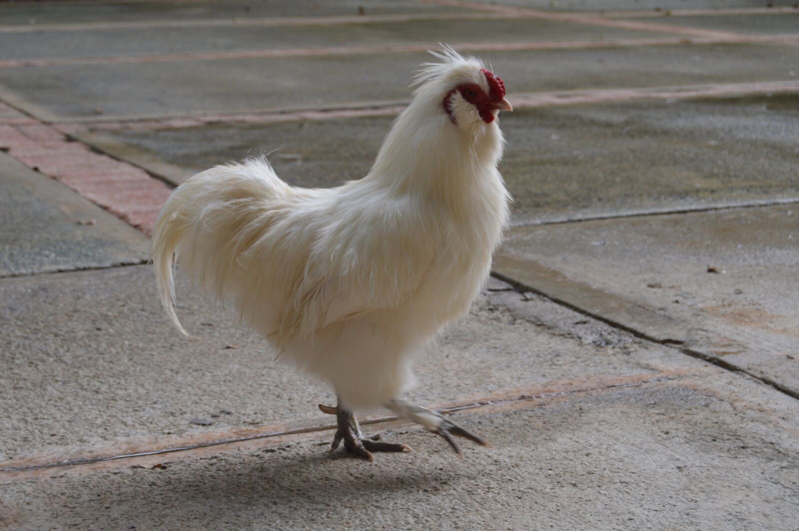 Nikon D3200 sample photo. Hen, gallina blanca, ave photography