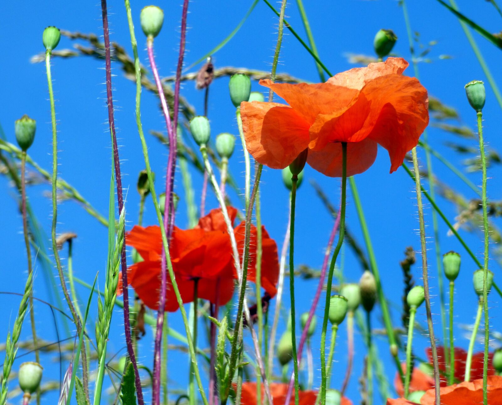 Panasonic DMC-FZ72 sample photo. Sky, poppies, flowers photography