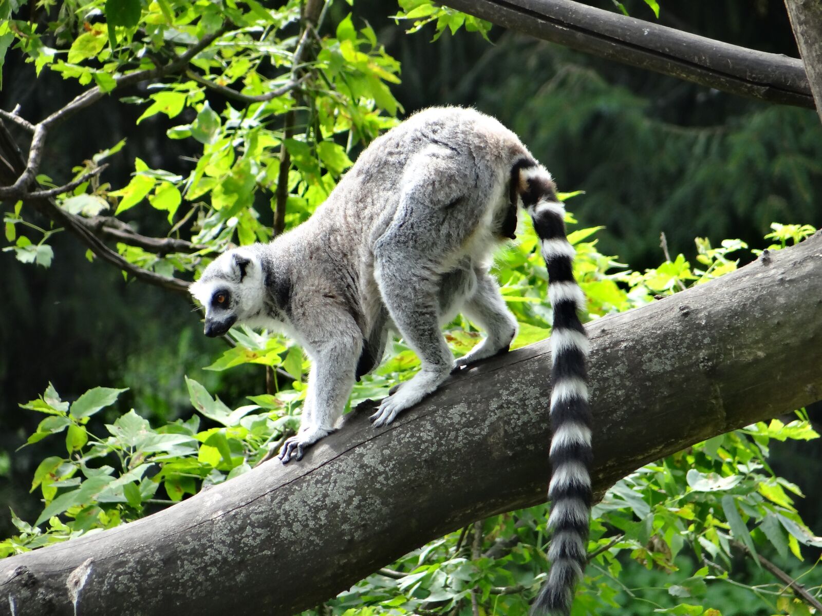 Sony DSC-HX200V sample photo. Lemur katta, mammal, nature photography