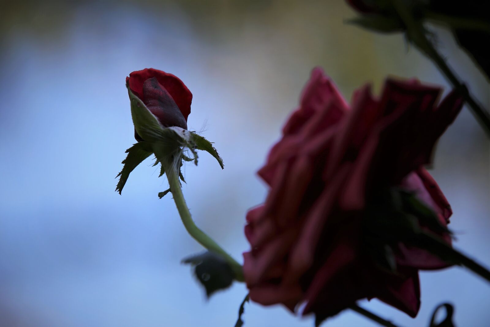 Tamron 70-210mm F4 Di VC USD sample photo. Red velvet roses, flowers photography