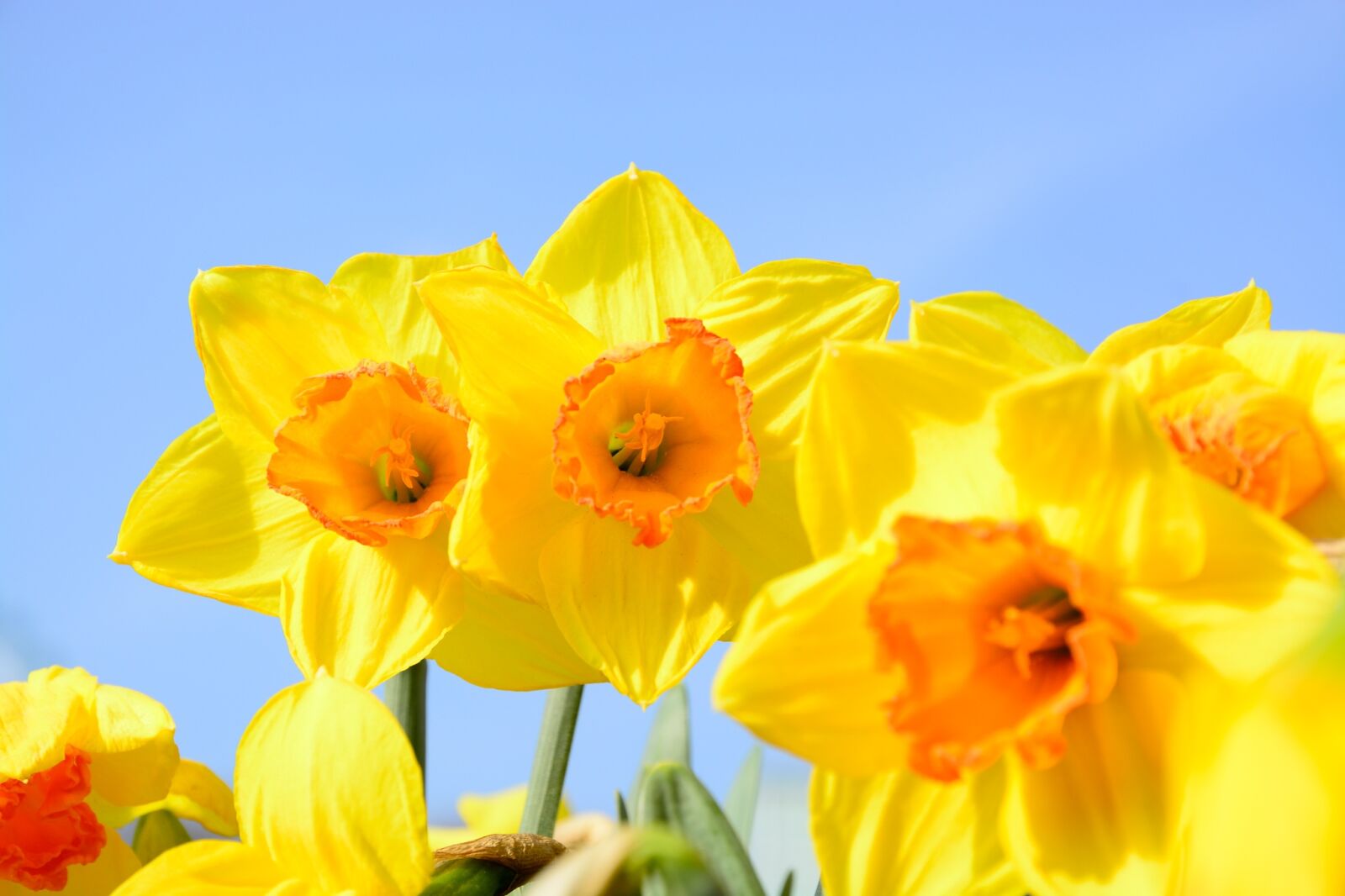 Nikon D7100 sample photo. Flower, yellow, sky photography