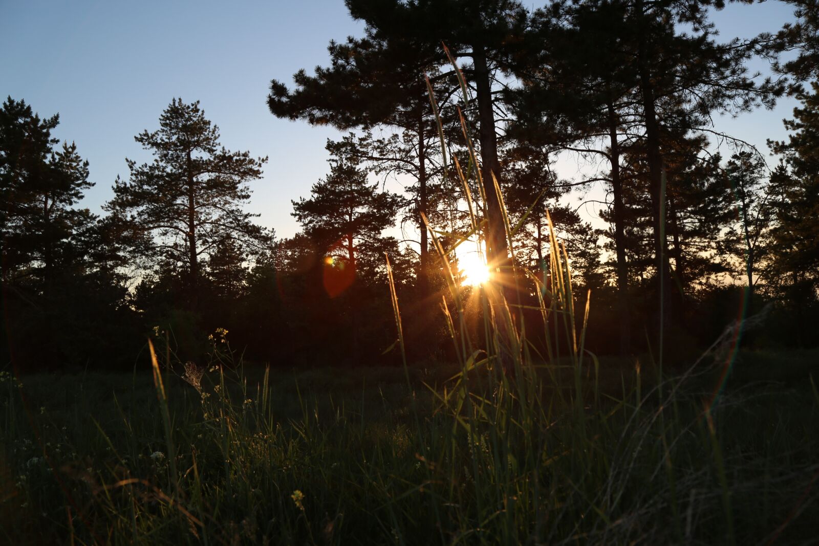 Canon EF 24-105mm F4L IS USM sample photo. Sunset, forest, nature photography