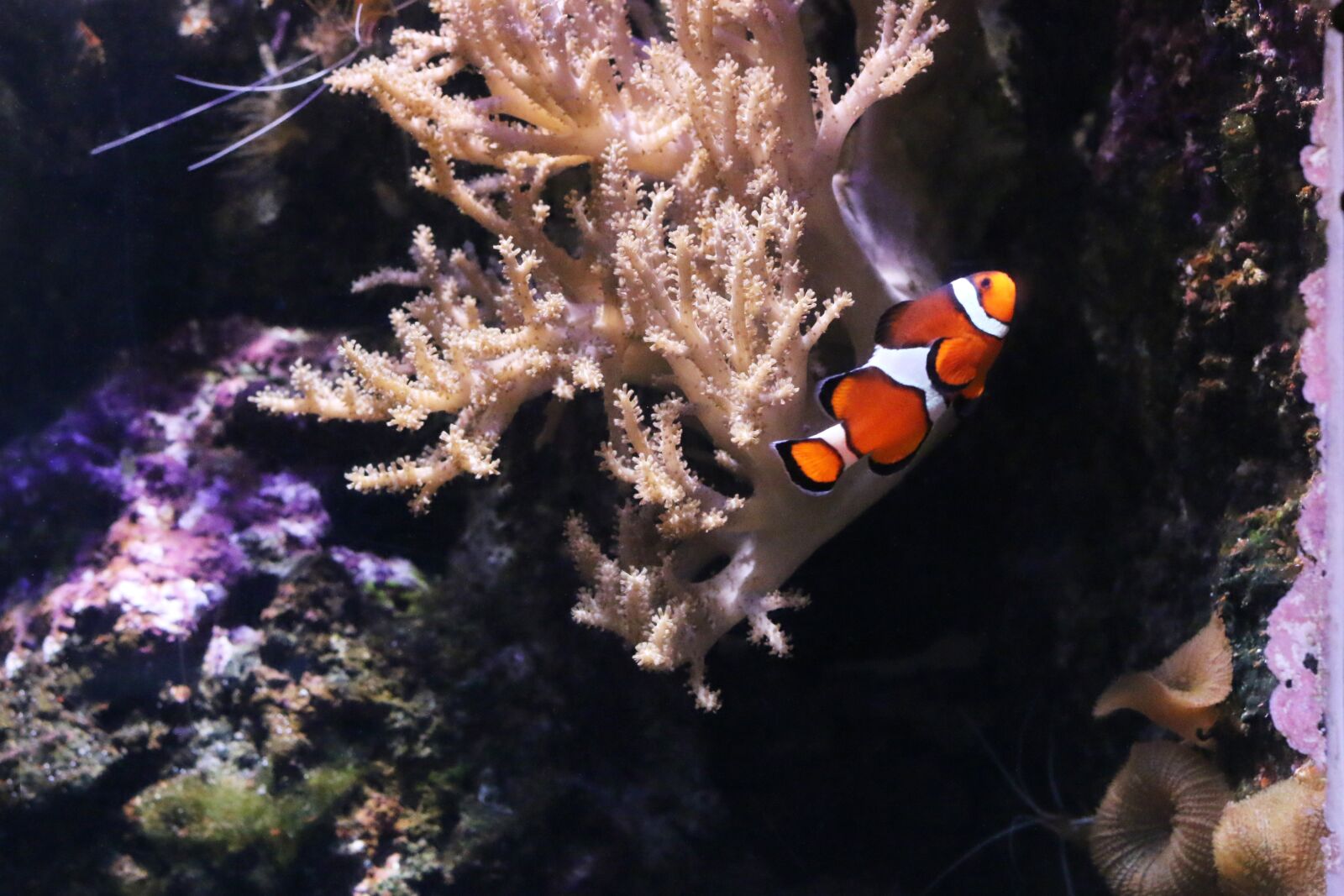 Canon EOS 70D + Canon EF 50mm F1.8 II sample photo. Fish, aquarium, orange photography