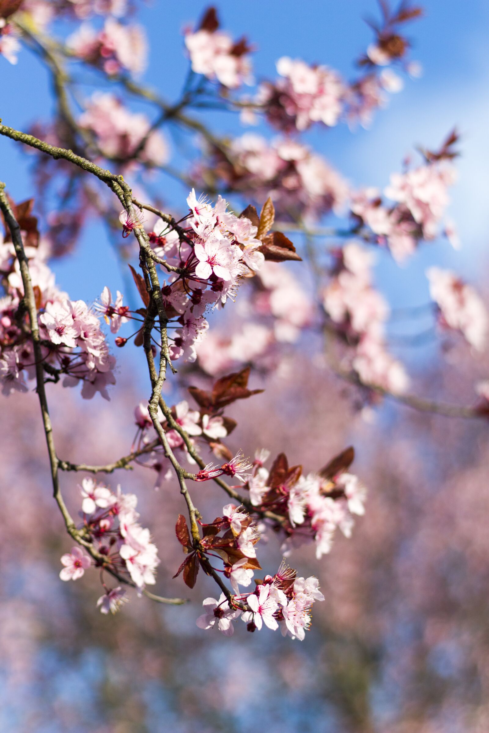 Canon EOS 100D (EOS Rebel SL1 / EOS Kiss X7) sample photo. Almond, blossom, cherry photography