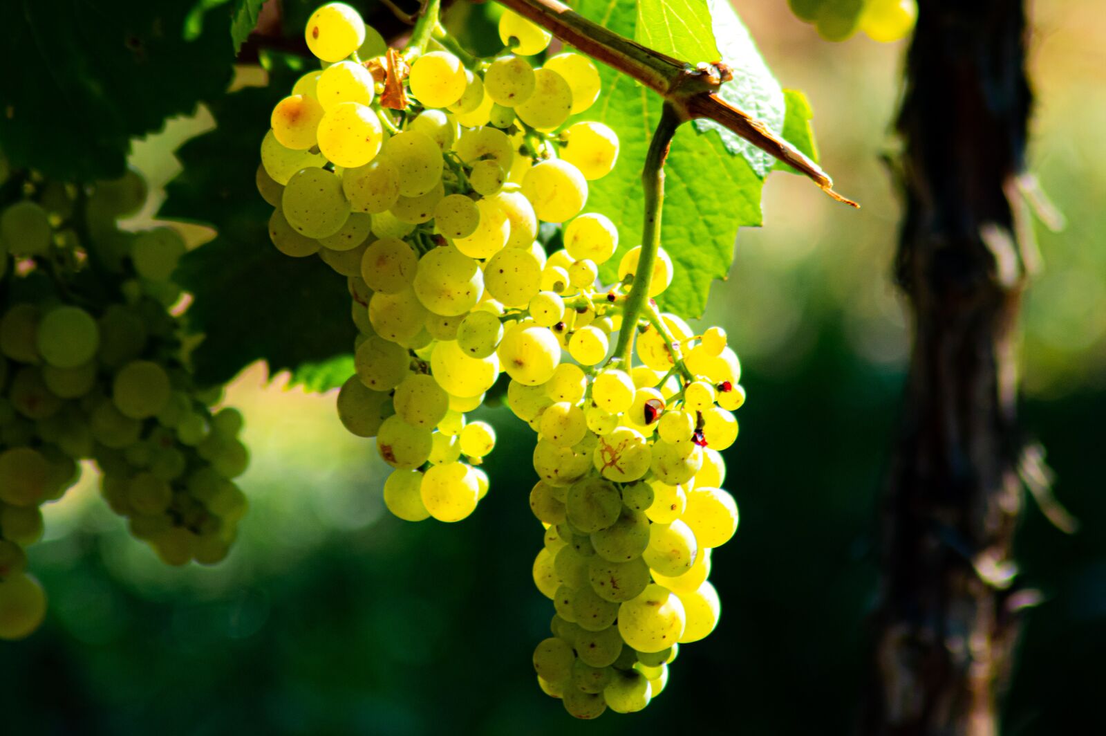 Nikon D3200 sample photo. Grapes, grapevines, vineyard photography