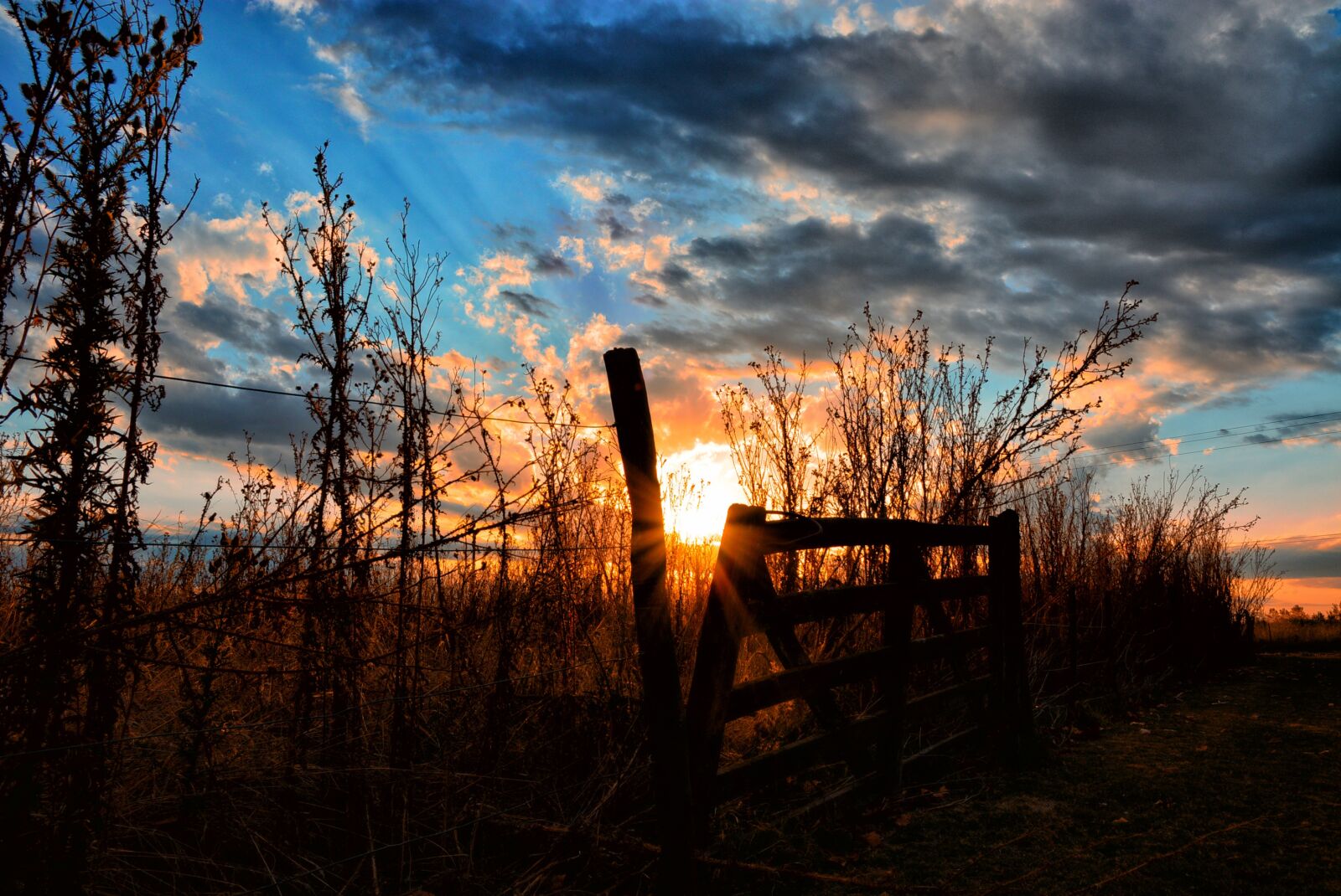 Nikon D5200 sample photo. Dawn, nature, wood photography