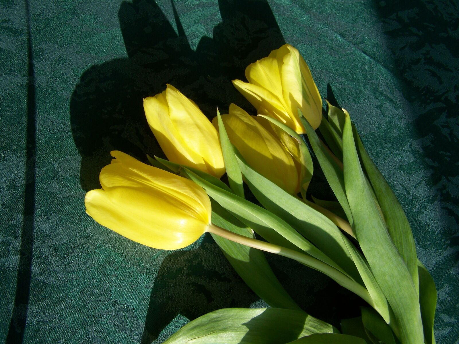 Kodak EASYSHARE ZD710 ZOOM DIGITAL CAMERA sample photo. Tulip bouquet, yellow flowers photography