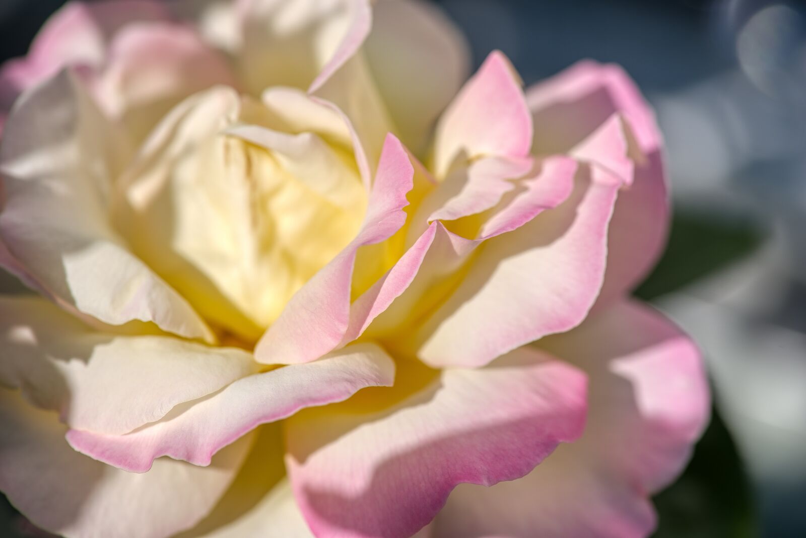 Nikon D750 sample photo. Rose, blossom, bloom photography