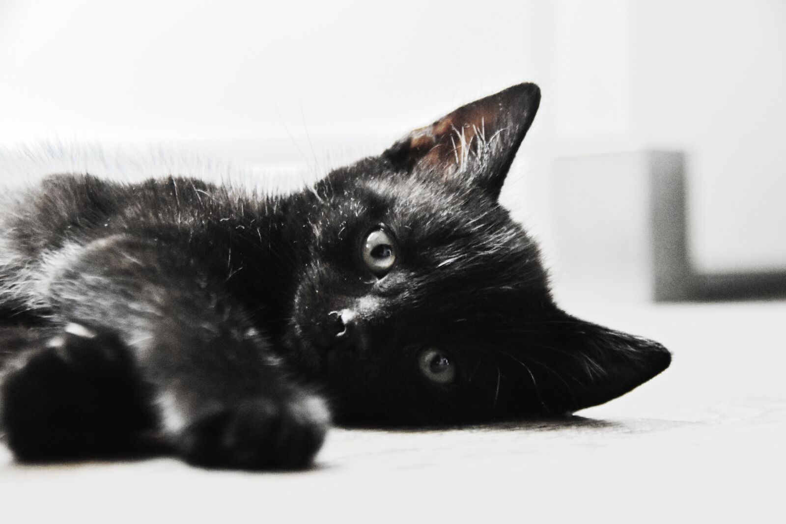 Nikon D5600 sample photo. Cat, kitten, black photography