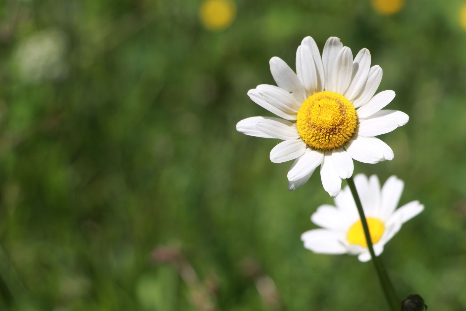 Canon EOS 700D (EOS Rebel T5i / EOS Kiss X7i) sample photo. Marguerite, green, spring photography