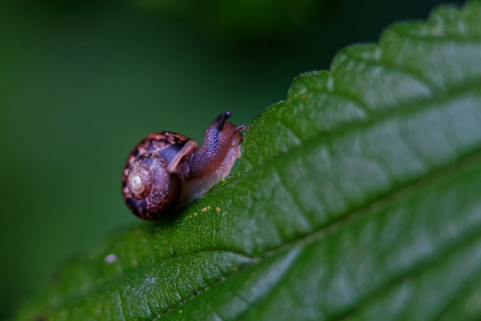 Canon EOS 1100D (EOS Rebel T3 / EOS Kiss X50) sample photo. Macro, snail, animal photography
