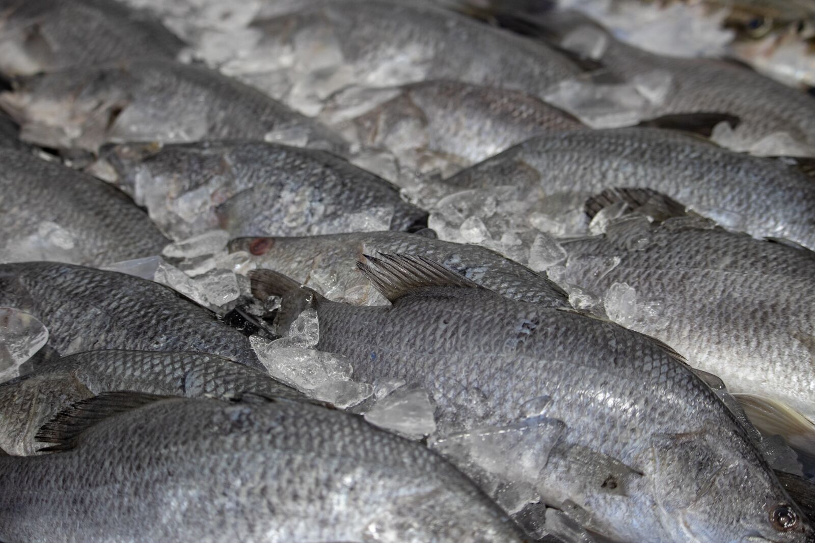 Canon EOS 200D (EOS Rebel SL2 / EOS Kiss X9) sample photo. Fish, market, closeup photography