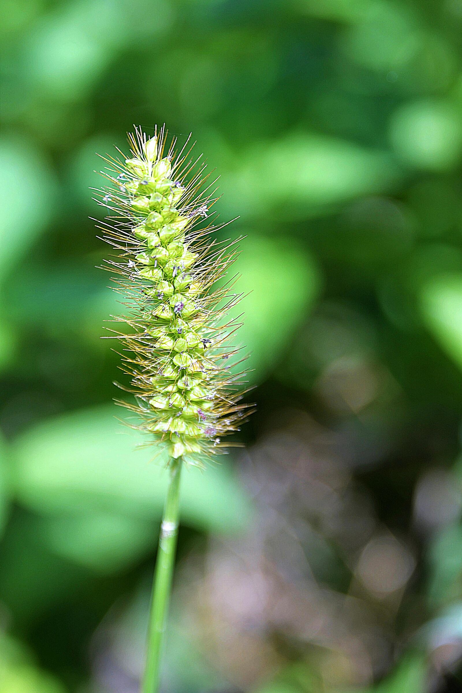 Nikon D610 sample photo. Greater plantain, grassland plants photography