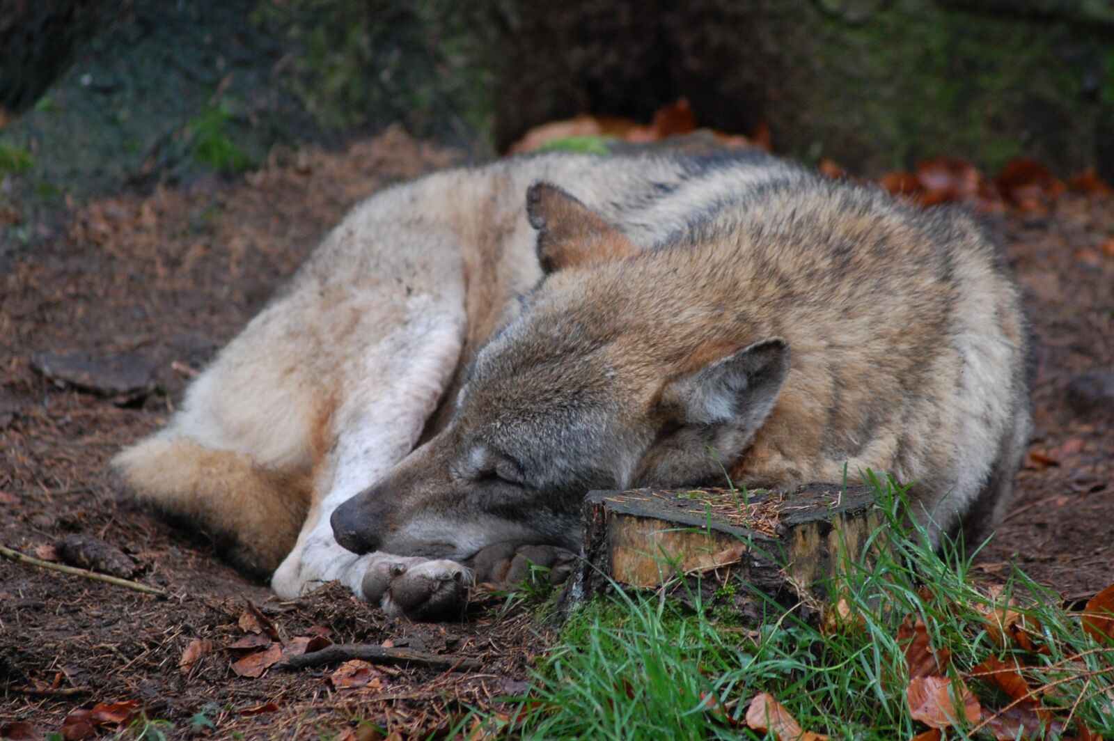 Nikon D40 sample photo. Wolf, nature, predator photography