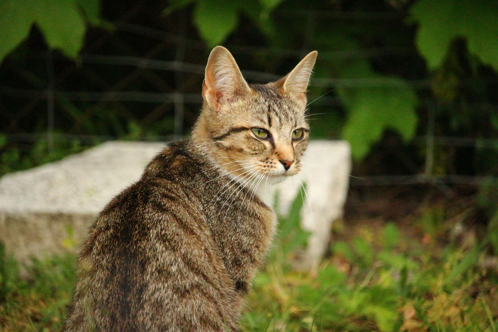 Canon EOS 100D (EOS Rebel SL1 / EOS Kiss X7) sample photo. Cat, mieze, kitten photography