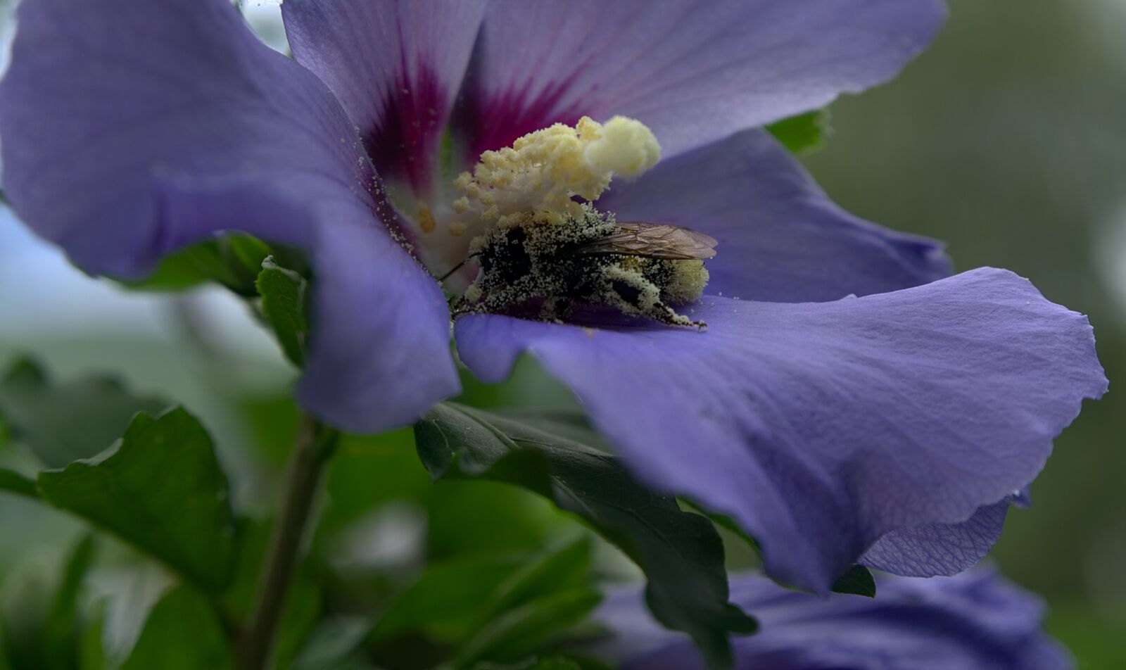 Sony a6000 sample photo. Blossom, bloom, bee photography