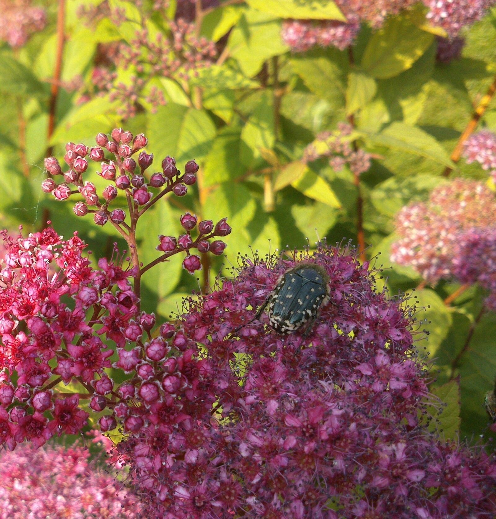 Sony Xperia P sample photo. Beetle, insect, close up photography