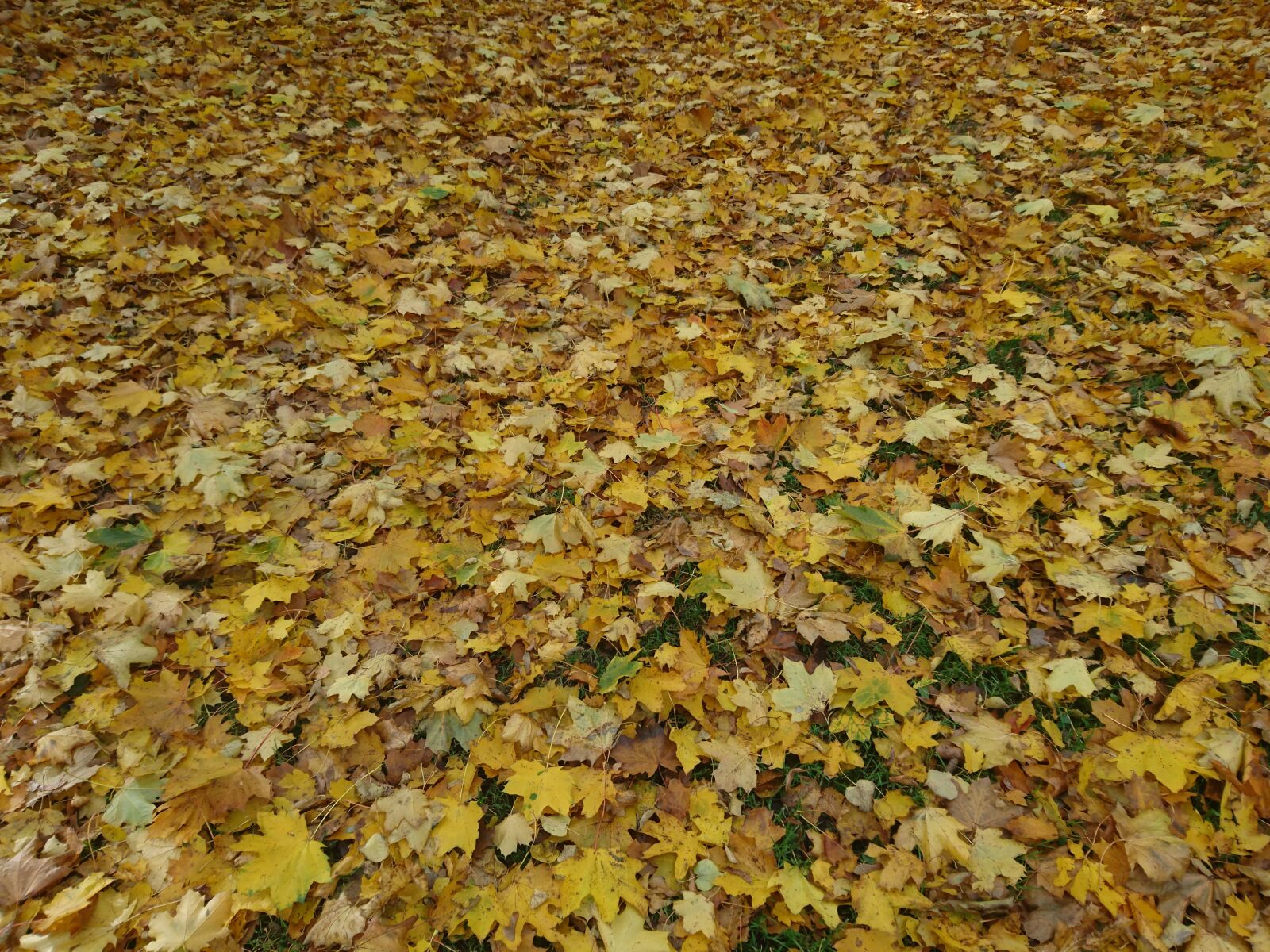 Sony Xperia Z5 sample photo. Autumn, leaves, fall photography