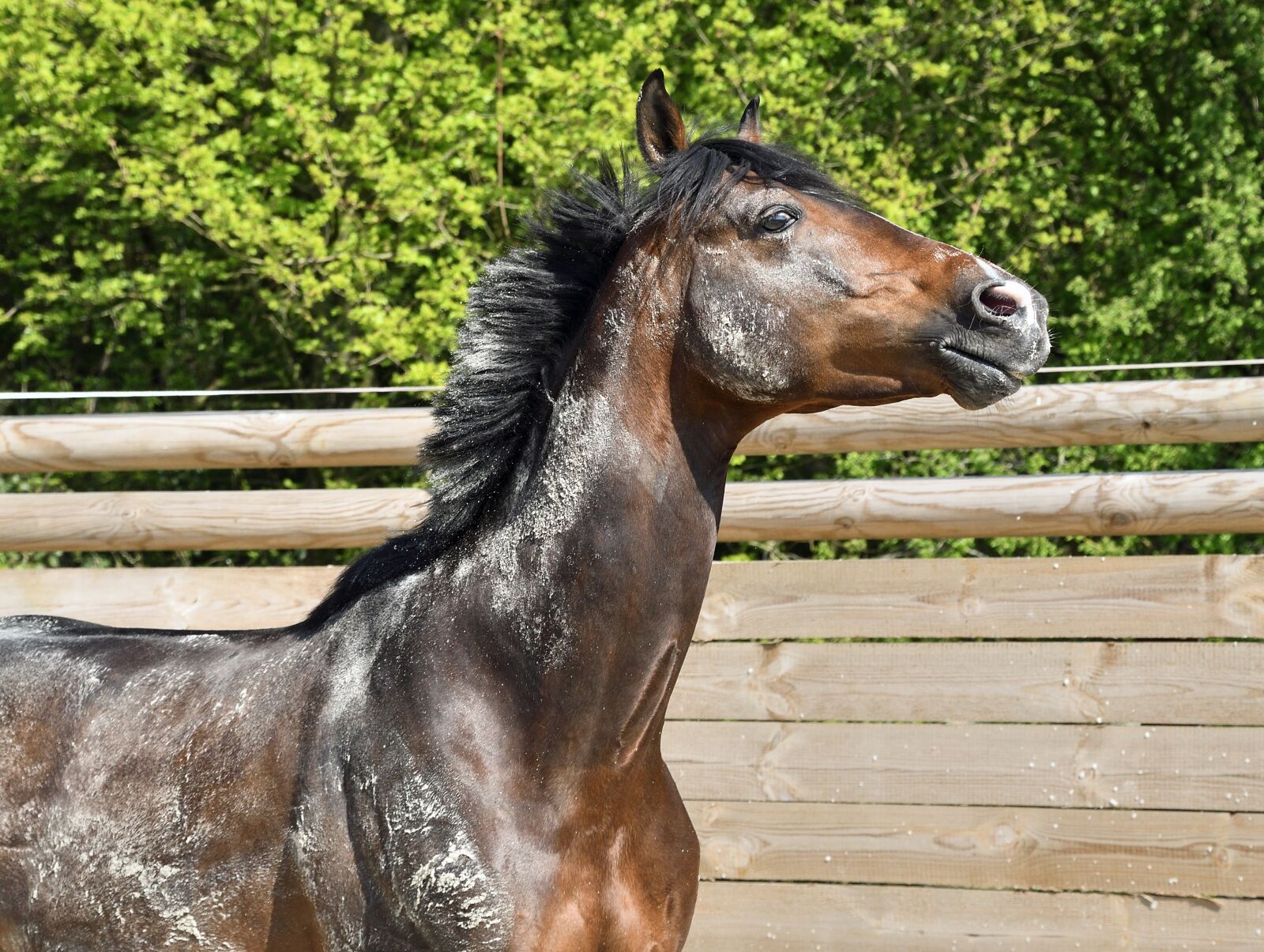Nikon D500 sample photo. Horse, portrait, profile photography