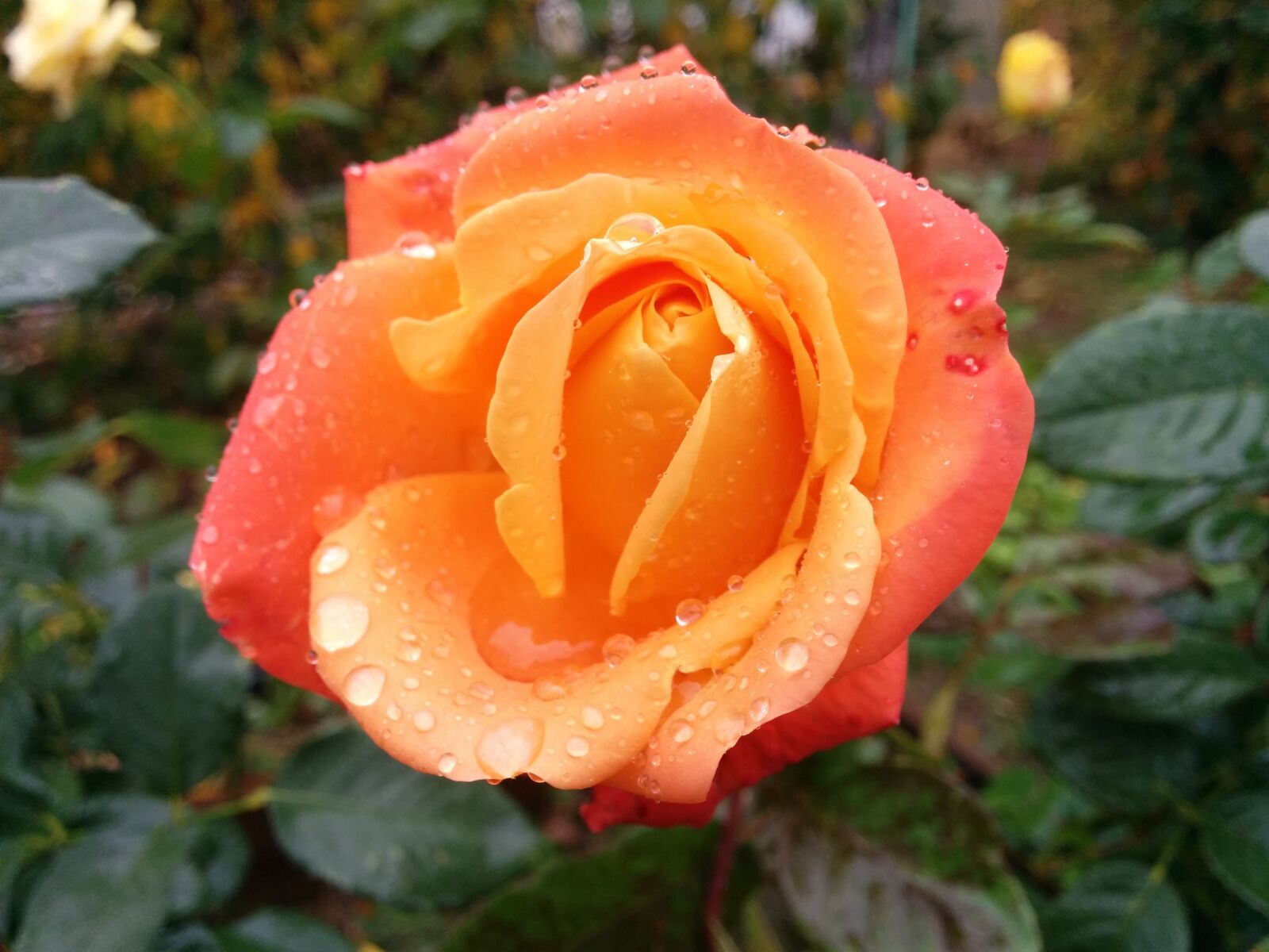 LG Nexus 5 sample photo. Nature, garden, flower photography