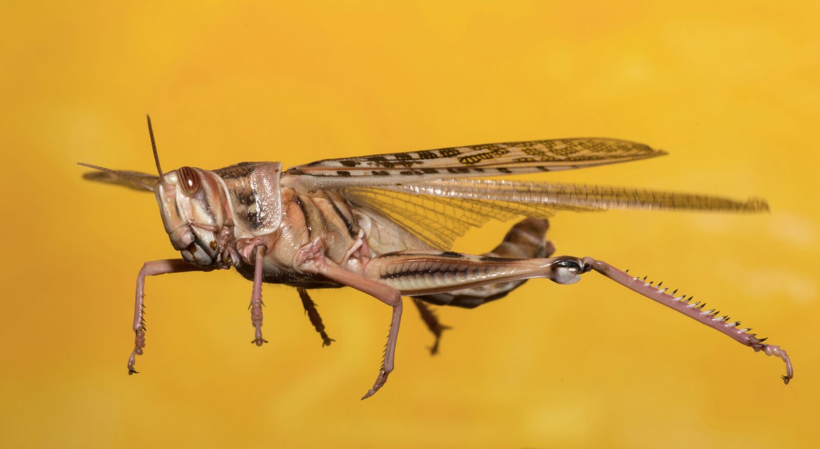 Canon EOS 5D Mark IV sample photo. Grasshopper, desert locust, insect photography