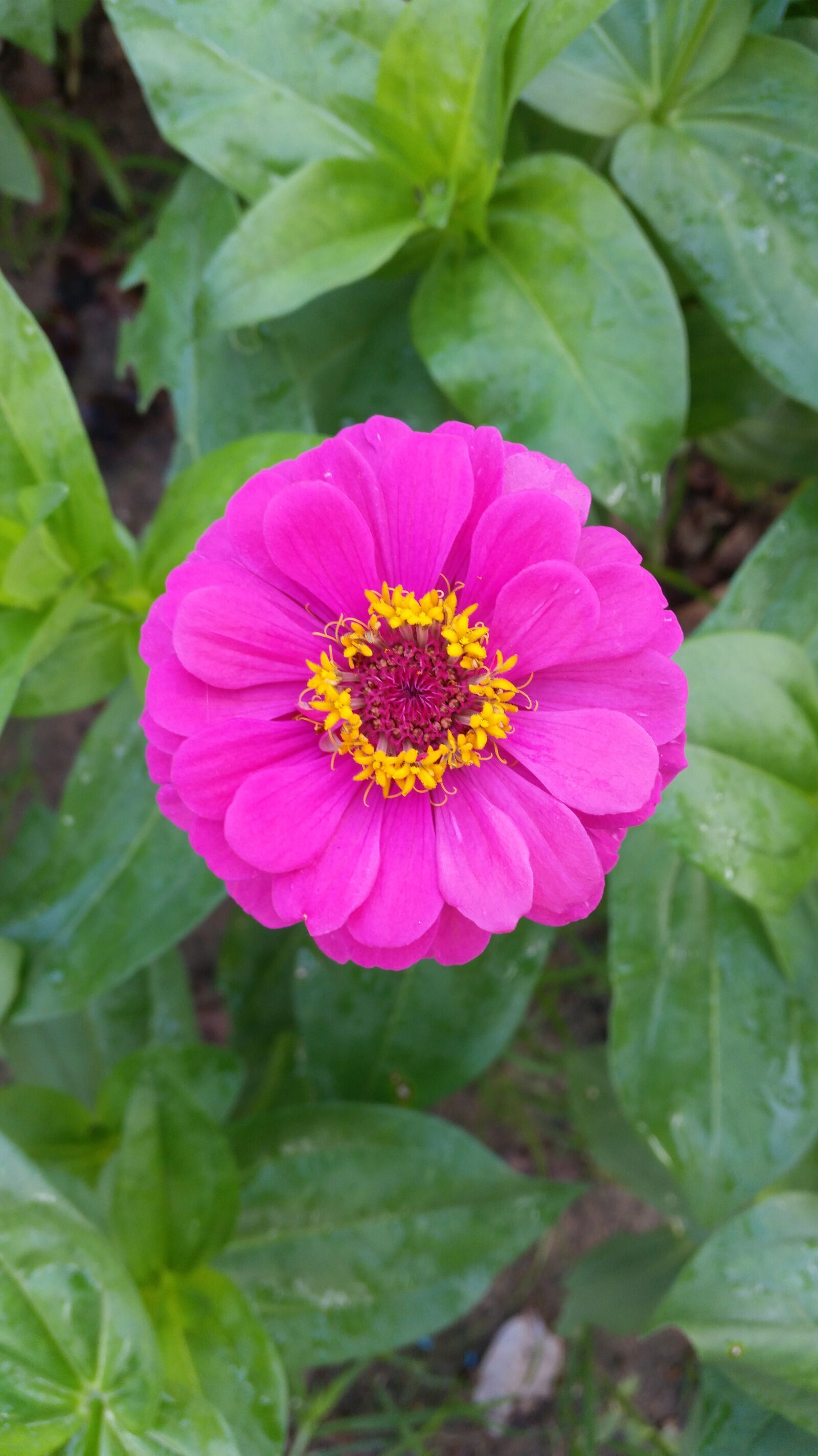 Samsung Galaxy S5 sample photo. Flower, flowers, flowers thailand photography