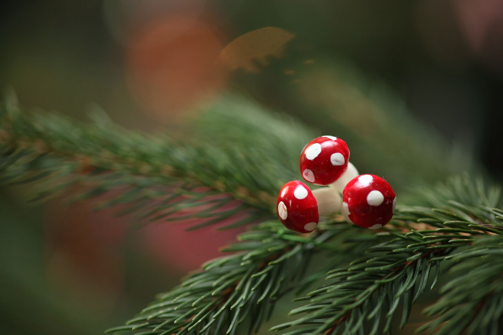 Canon EOS 5D Mark II sample photo. Christmas, fir tree, fir photography