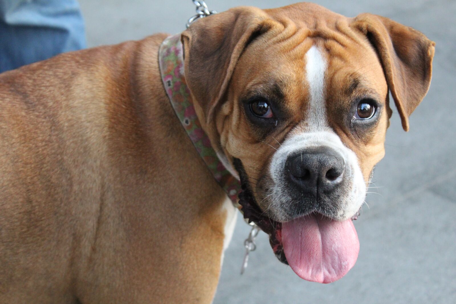 Canon EOS 1300D (EOS Rebel T6 / EOS Kiss X80) sample photo. Excited, tongue out, happy photography