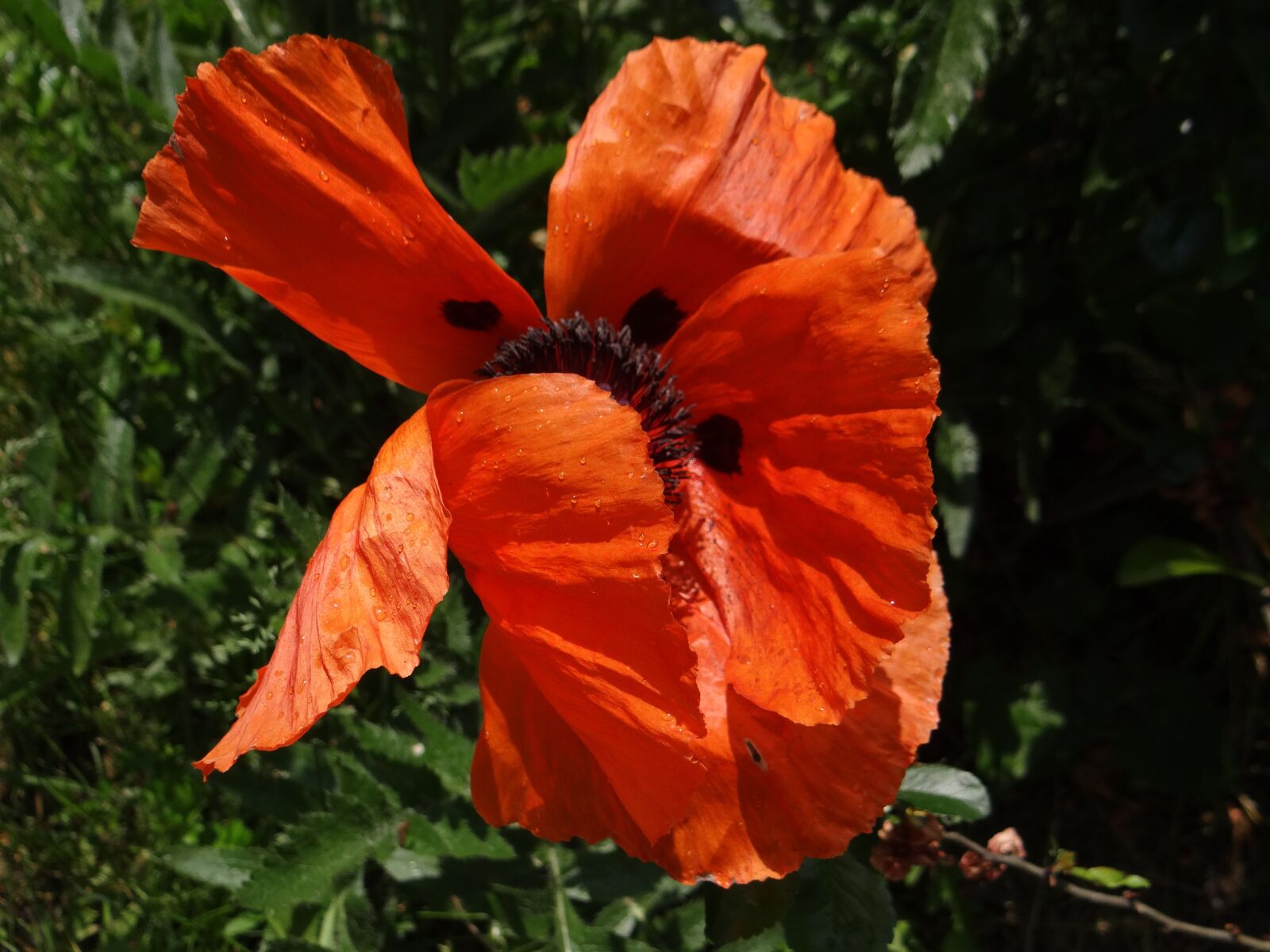 Sony DSC-HX200V sample photo. Poppy, flower, poppy flower photography