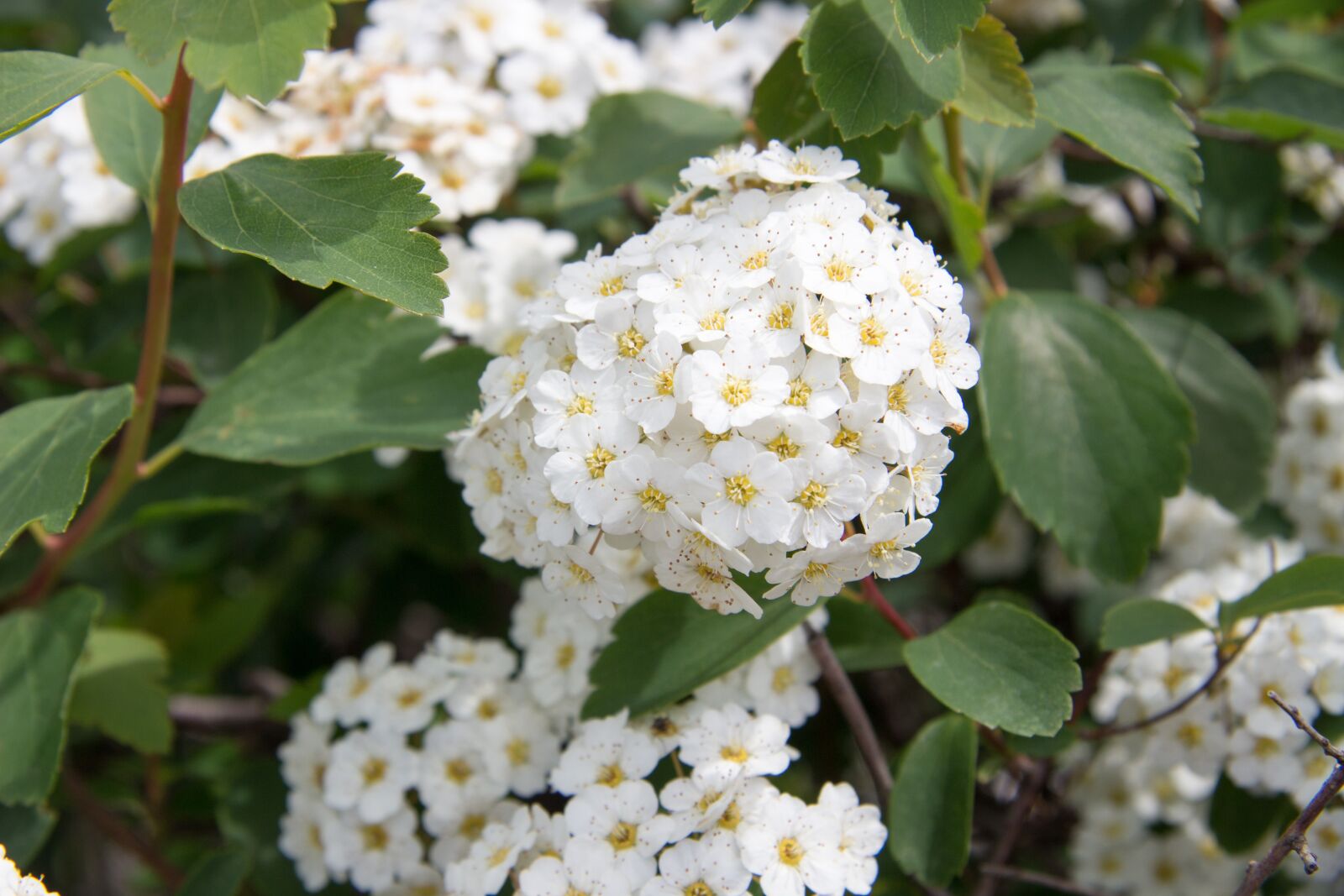 Canon EF-S 17-85mm F4-5.6 IS USM sample photo. Plant, greens, grow up photography