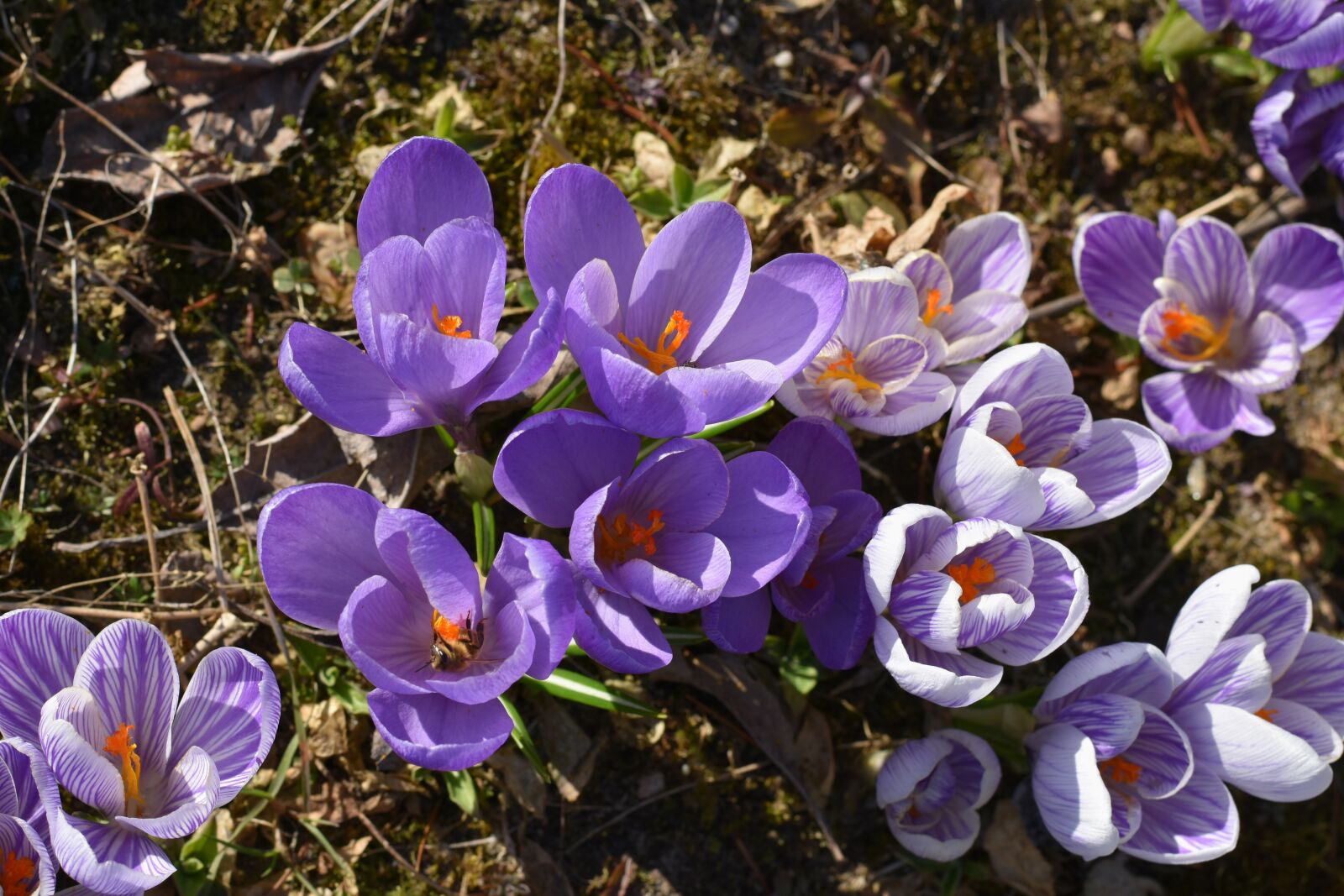 Nikon D3400 sample photo. Krokus, crocus, violet photography