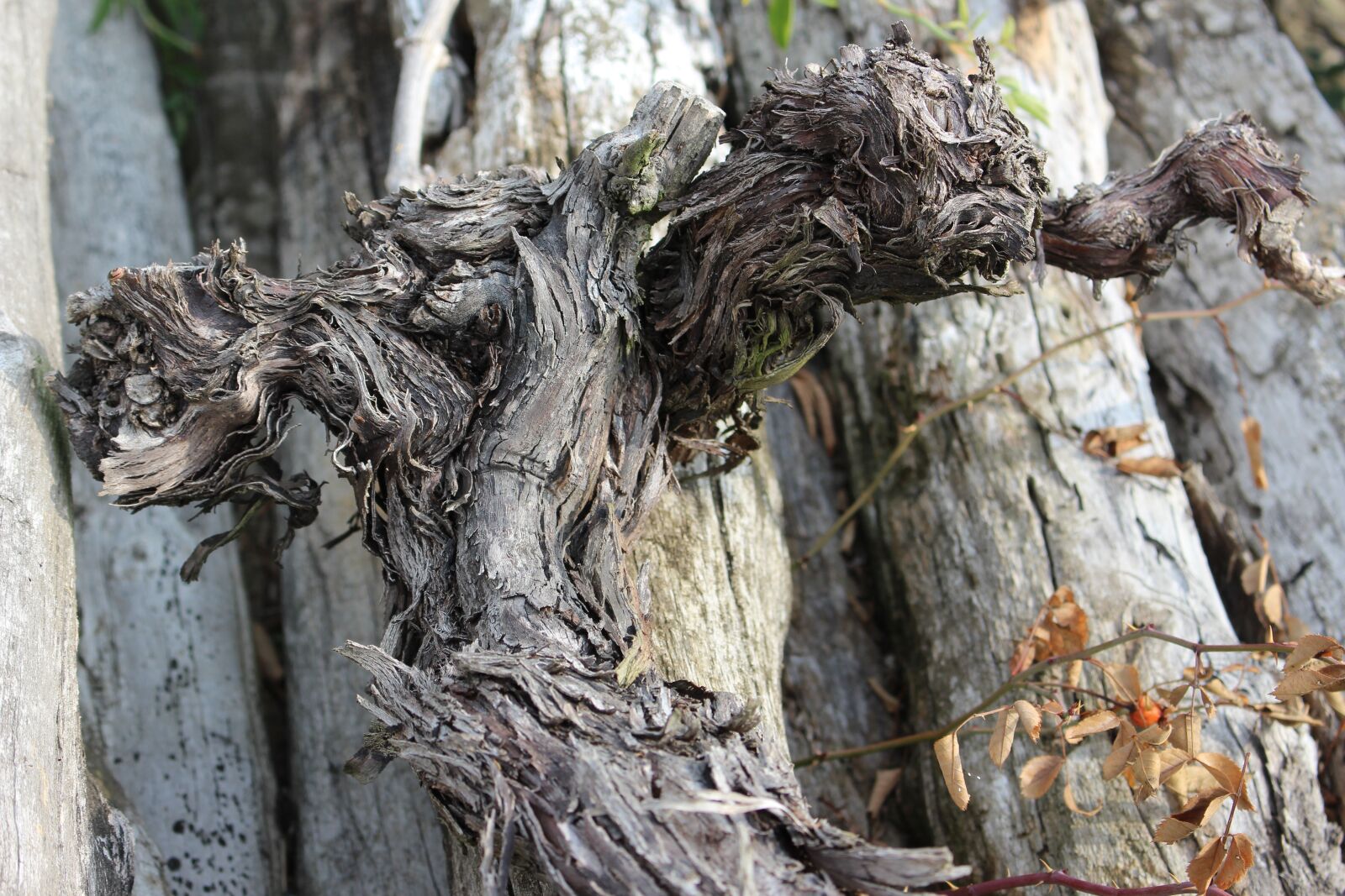 Canon EOS 700D (EOS Rebel T5i / EOS Kiss X7i) sample photo. Wood, old wood, death photography
