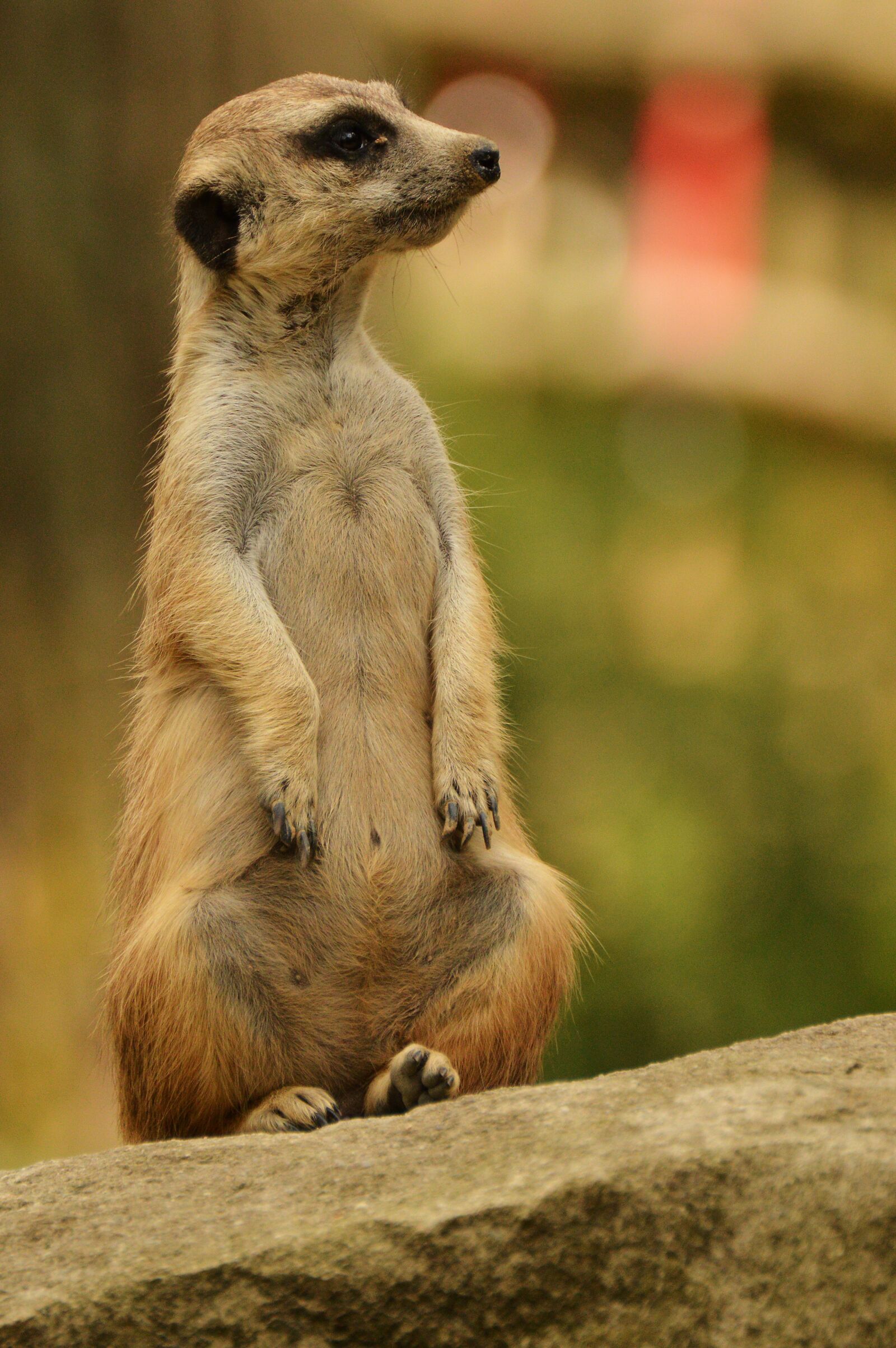 Nikon D3200 sample photo. Meerkat, animal, zoo photography