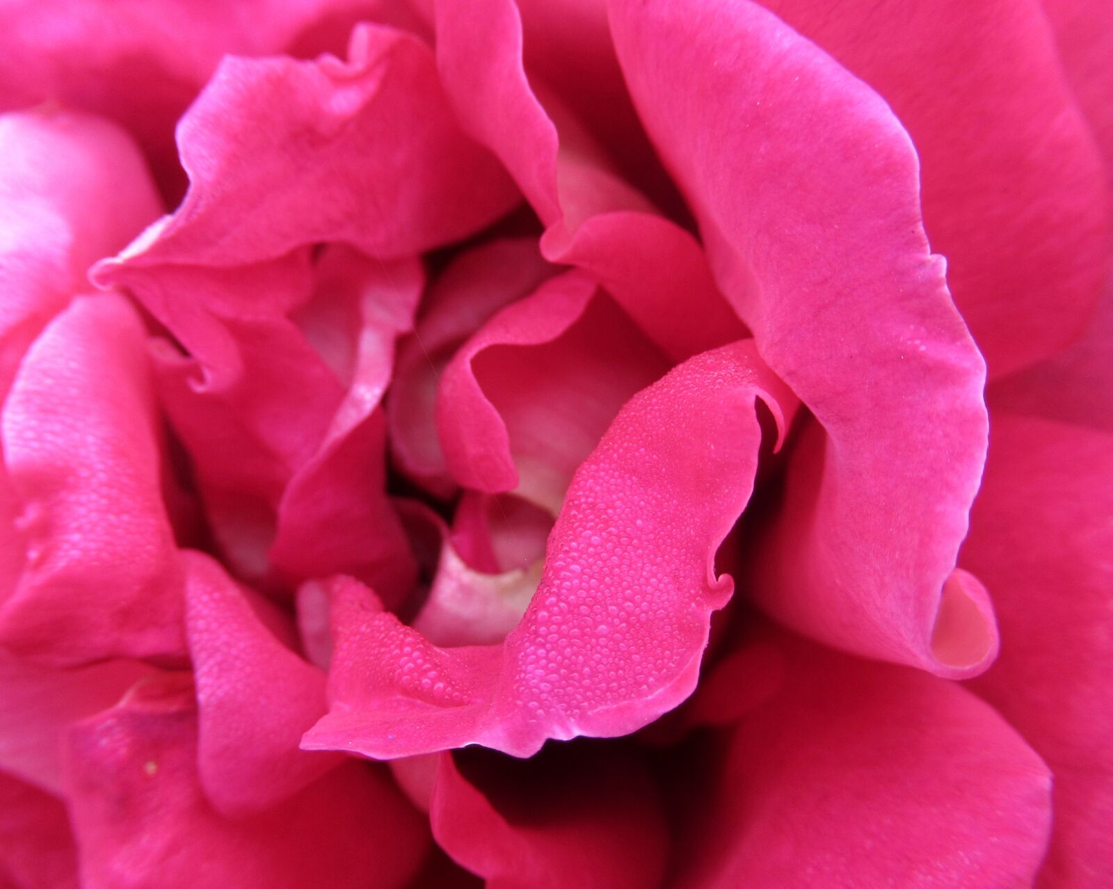 Canon PowerShot SX620 HS sample photo. Autumn, rose, open photography